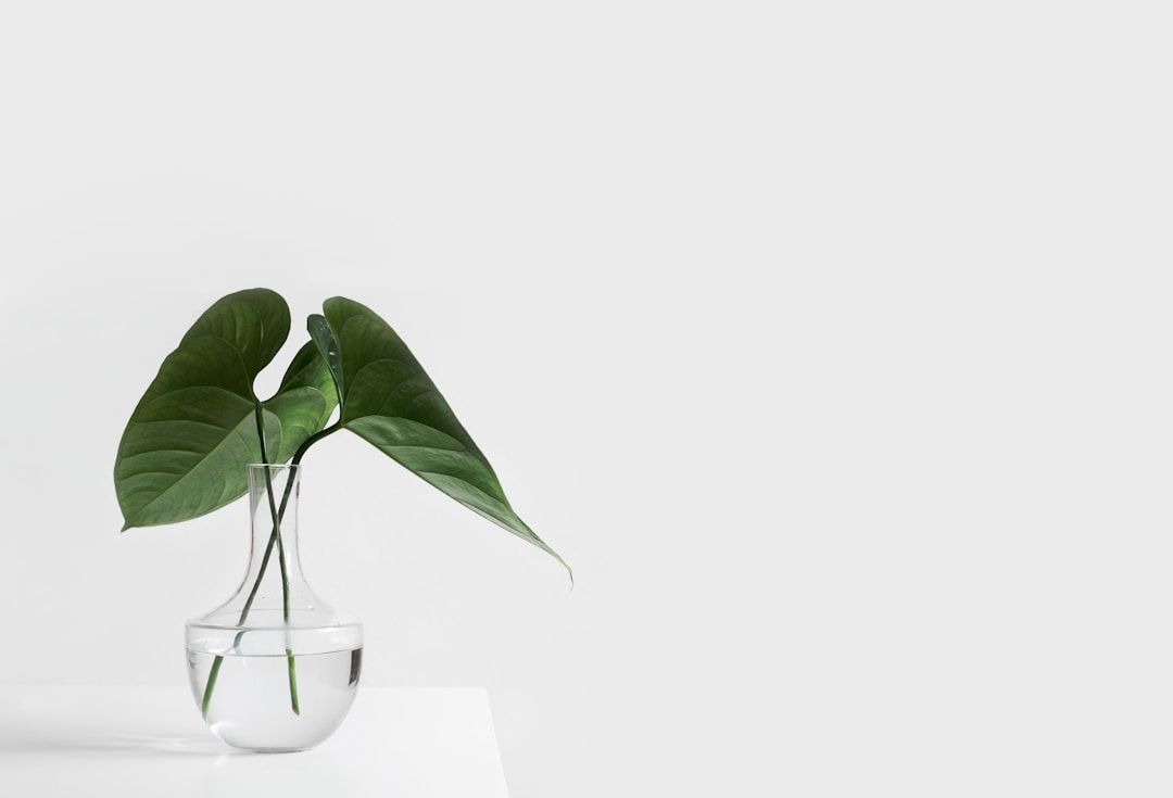 a white background with clear vase and two green leaves symbolizing the gift of simplicity of gene key 23