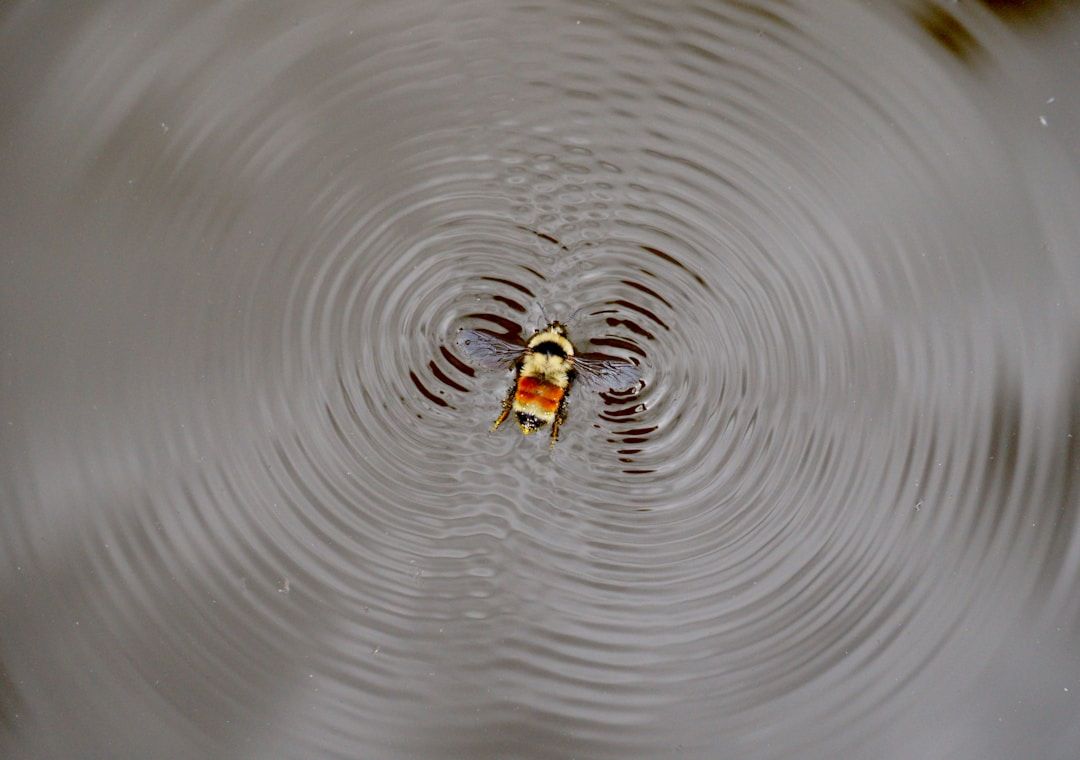bee on water with his wings causing the water to vibrate and ripple out, the 3rd hermetic law of vibration