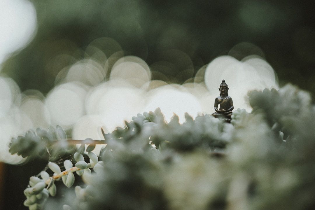 little buddha in a succulent meditating