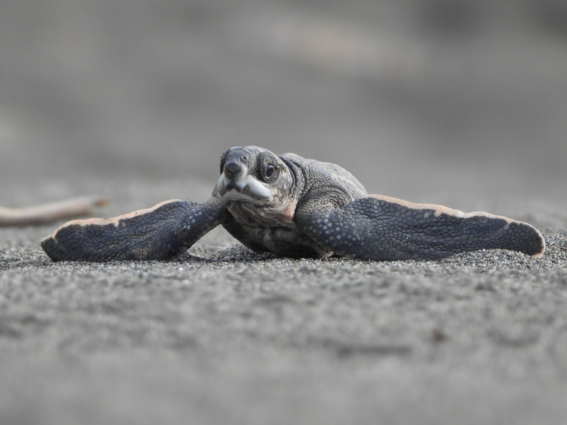 Baby sea turtle crawling on sandy beach in Costa Rica