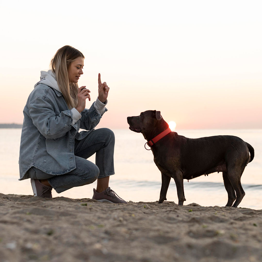 Certificate in Dog Psychology and Training