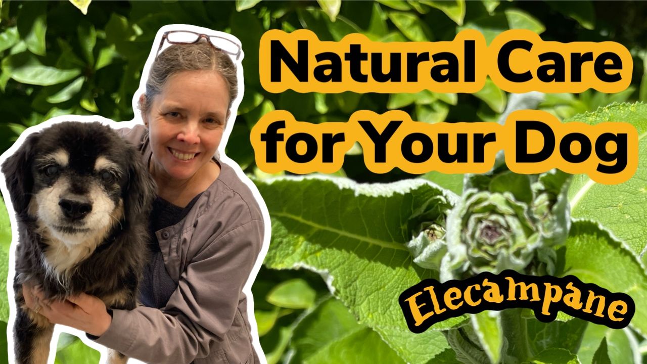 How To Care For Your Pet Holistically