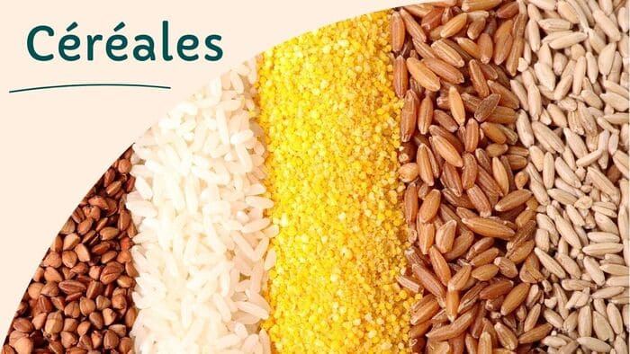 Caractéristiques et formes culinaires (grains, farines, flocons...)