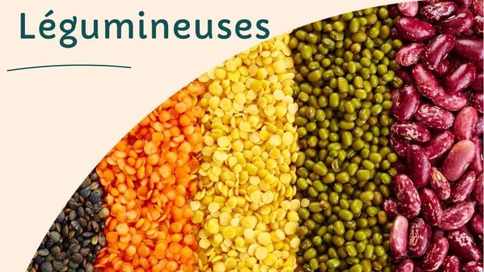 Plantes nourricières : catégories et usages culinaires