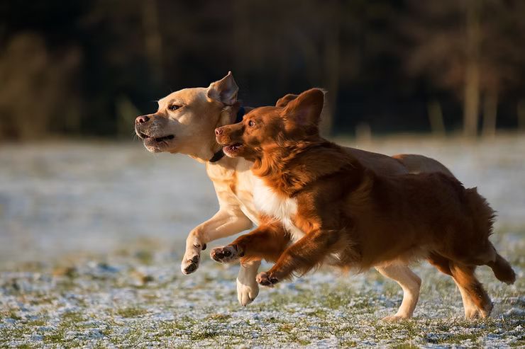 nova scotia duck tolling retriever and golden labrador retriever running in a field