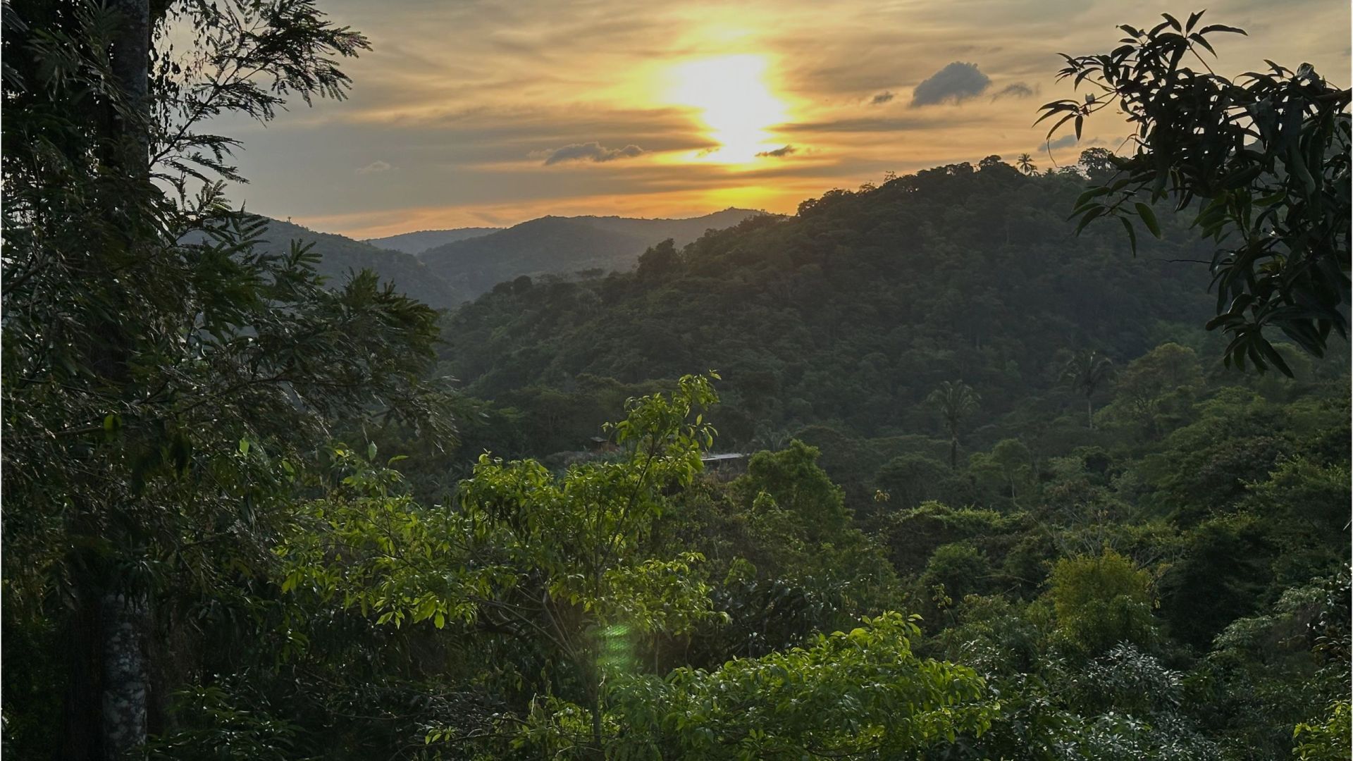 Unlock Syntropic Agroforestry: Free Courses by Forests4Farming