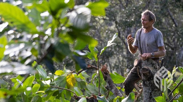 Ernst Götsch's Cacao Syntropy: Master Agroforestry Now