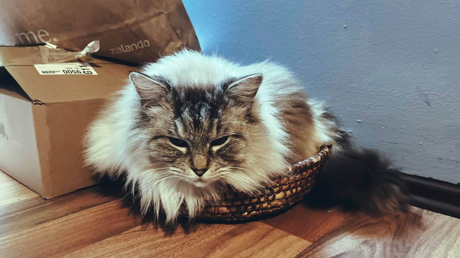 My Cat Milo
