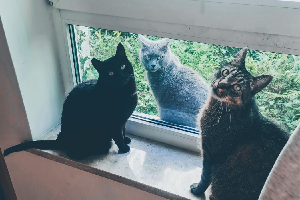 Jak radzić sobie ze stresem - koty na parapecie