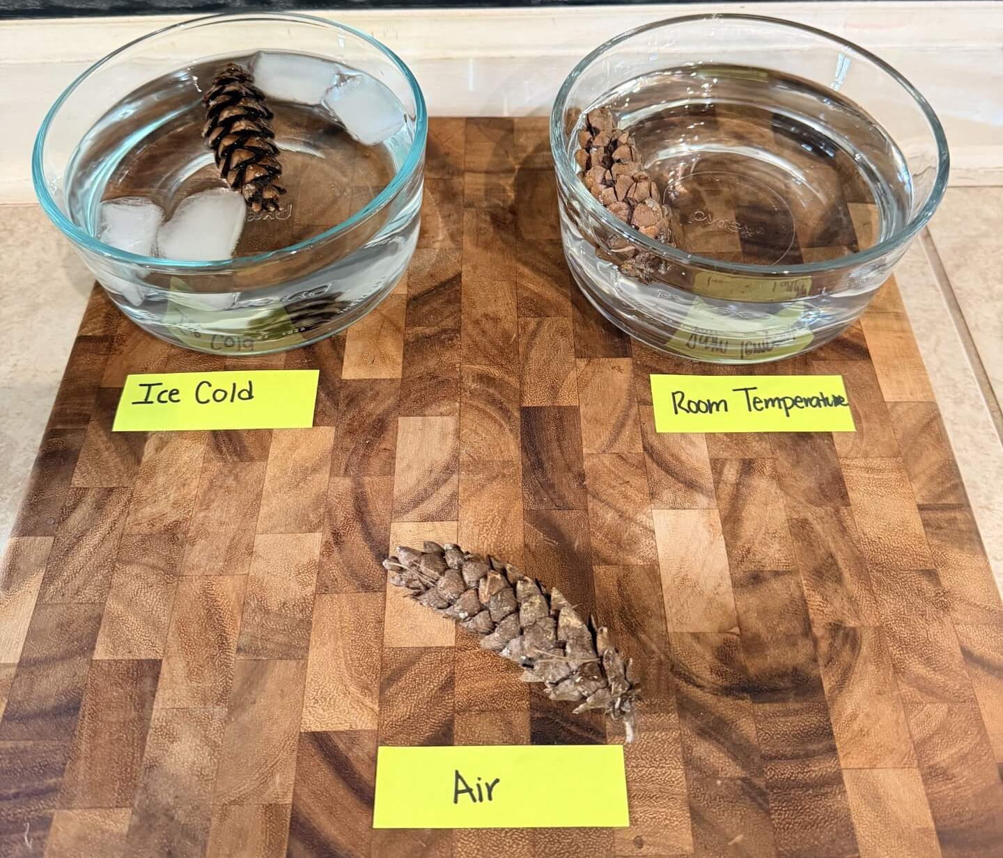 pinecones in different bowls for experiment