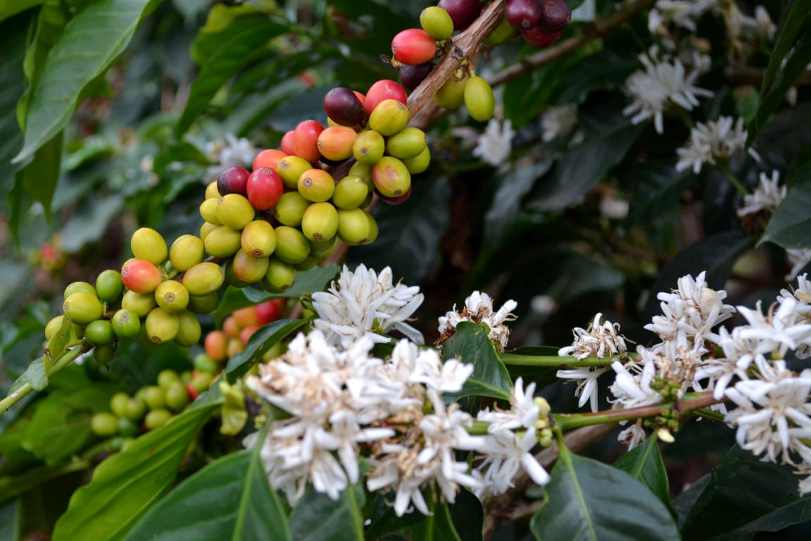 Coffee from plant to slurp