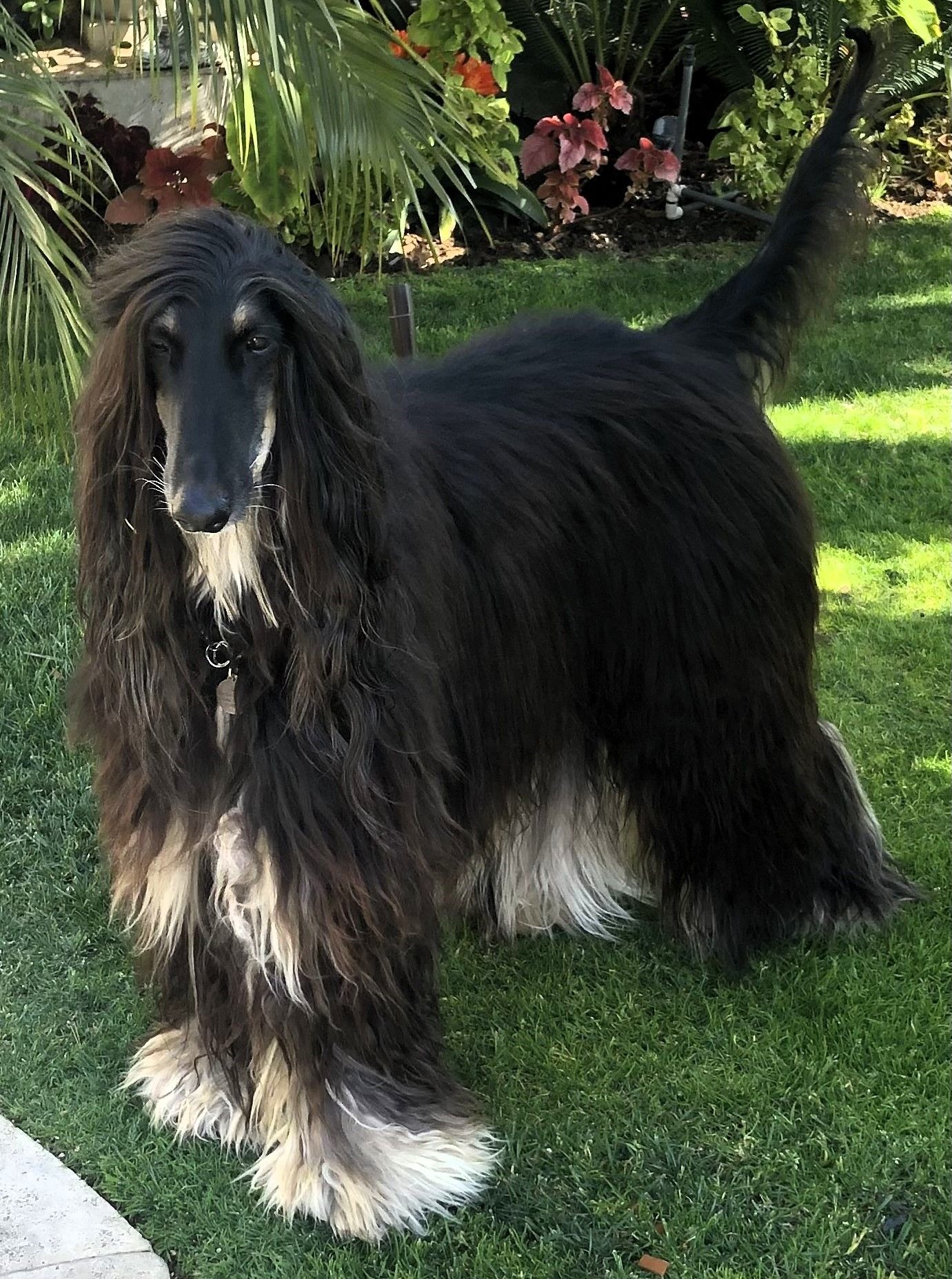 Anamika's Afghan Hound, Zig