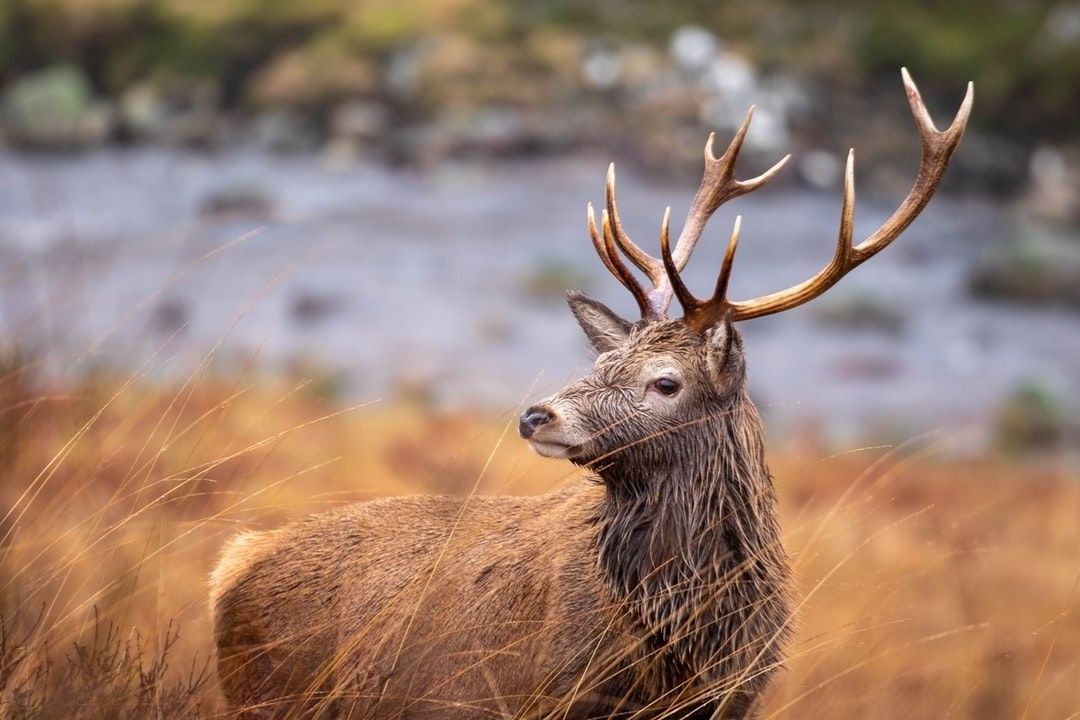 Large Game Meat Hygiene Course Online