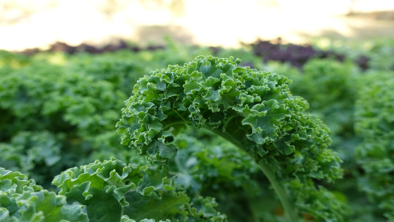 Home [www.cultivandojuntos.com]