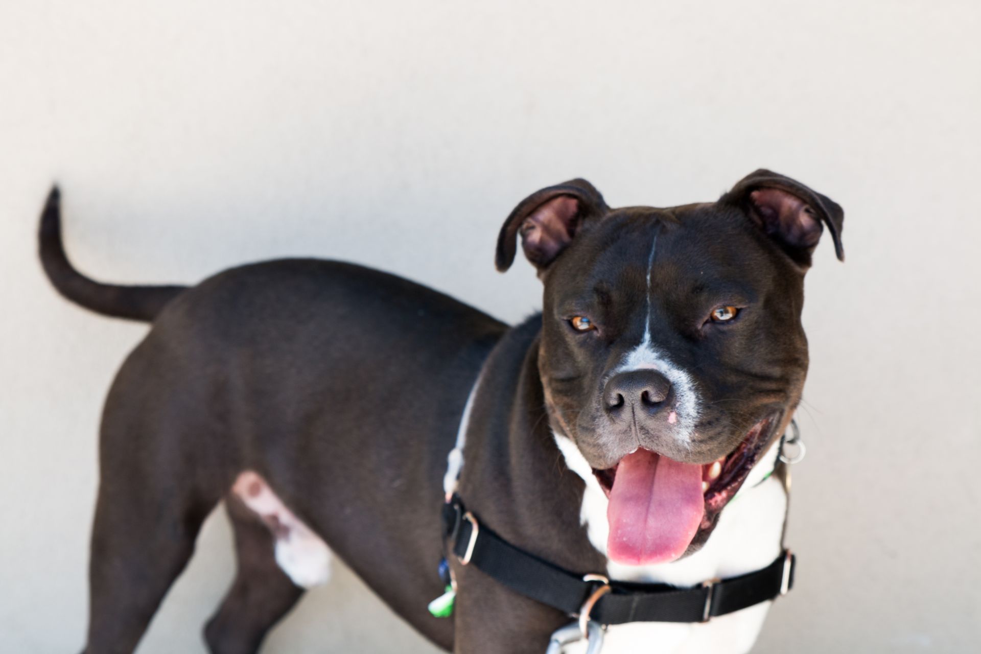 Image showcasing Decompress for Success: The Science of Managing Canine Stress