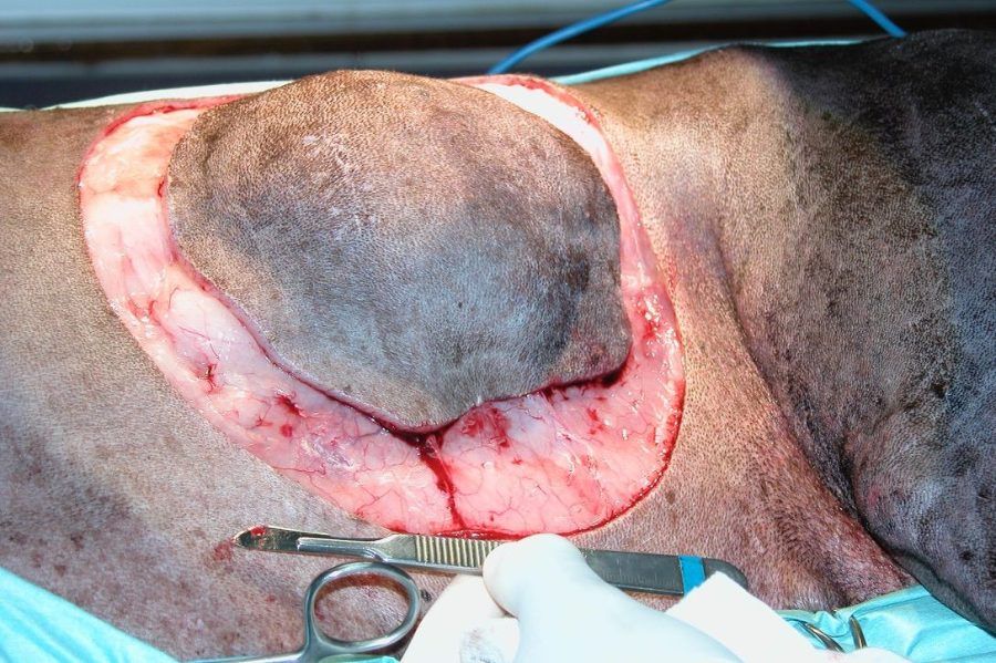 Surgical removal of a large skin mass on a dog