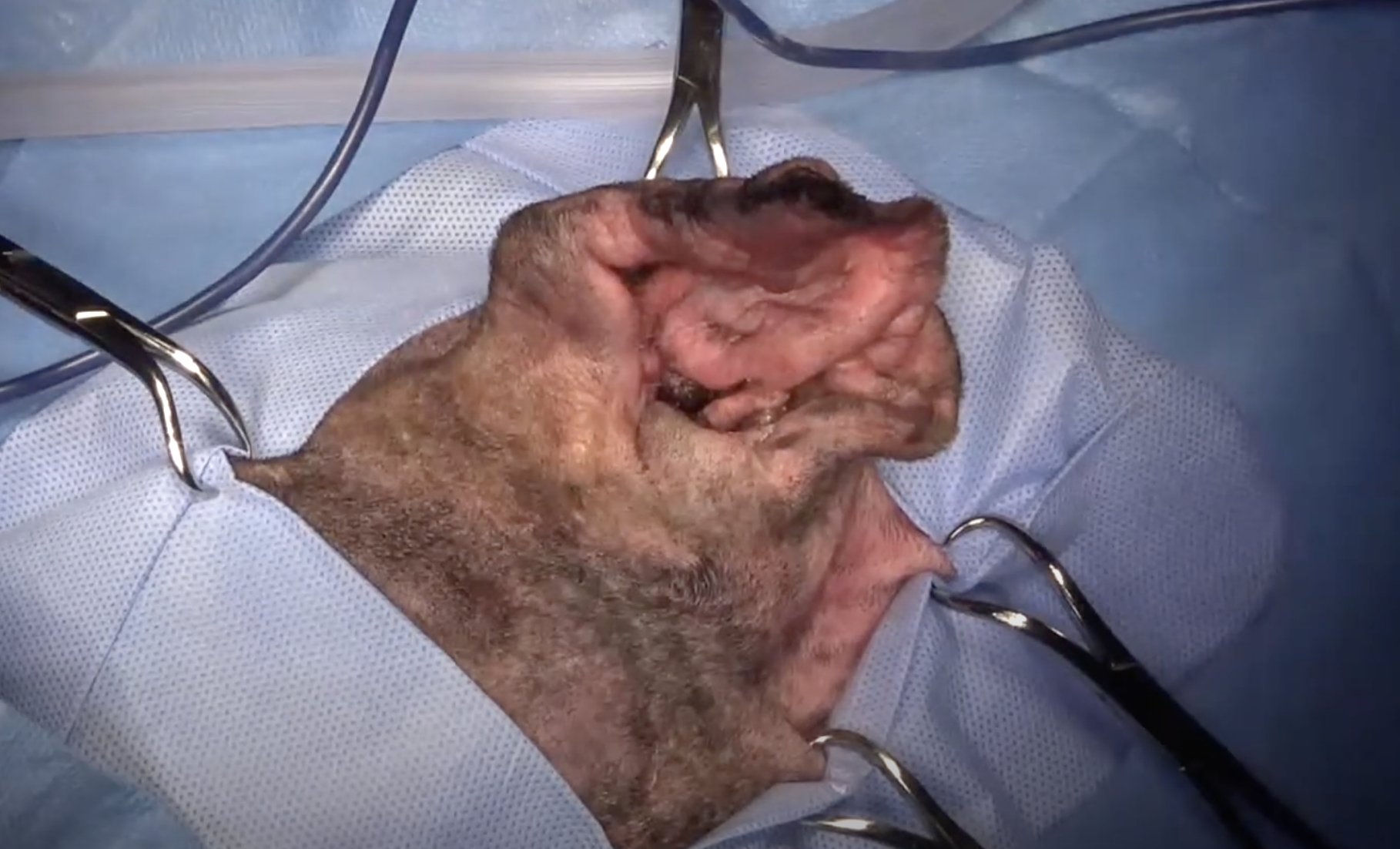 Total Ear Canal Ablation for Cats and Dogs