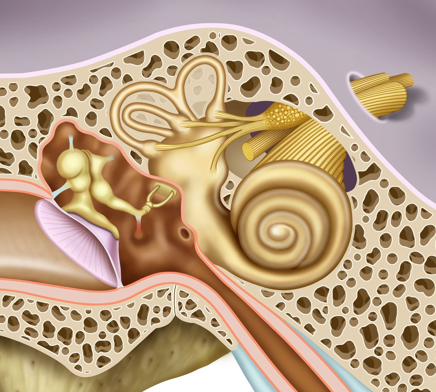 Introduction to Benign Paroxysmal Positional Vertigo - Physiopedia, image size:1444x1300