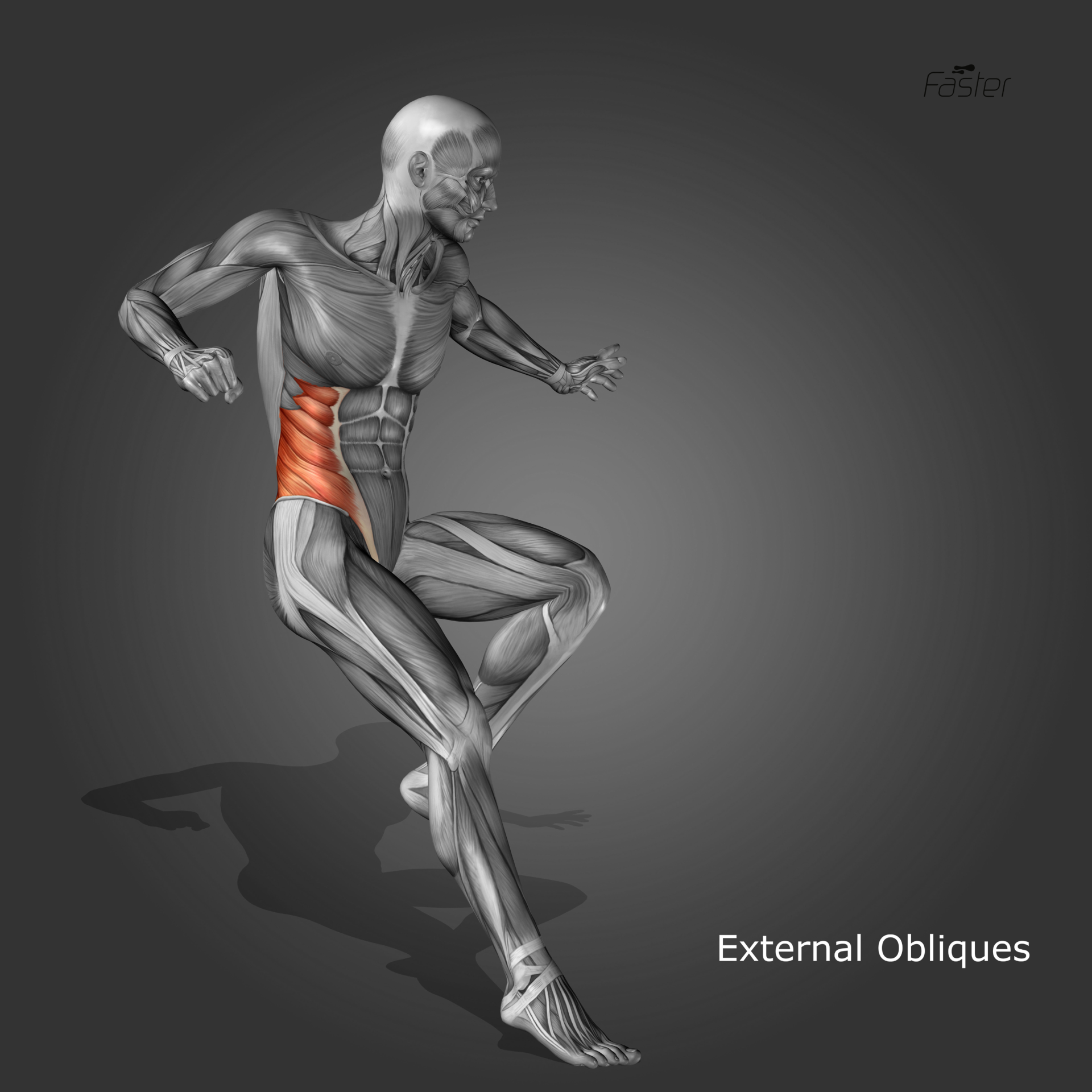 Unbelievable!  Test Your Talocrural Joint Anatomy Knowledge - bdiz1ml