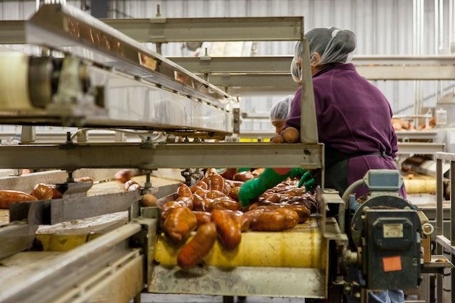 A photo of a food handler following good hygiene practices manufacturing food -with food processing equipment with good hygienic design