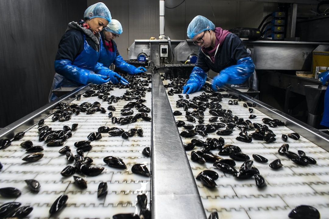 A photo of three ladies working in a shelfish factory, grading and inspecting food product manually while wearing clean disposable gloves, aprons and hairnet to protect food from contamination, conveyor belt is clean and maintined. 