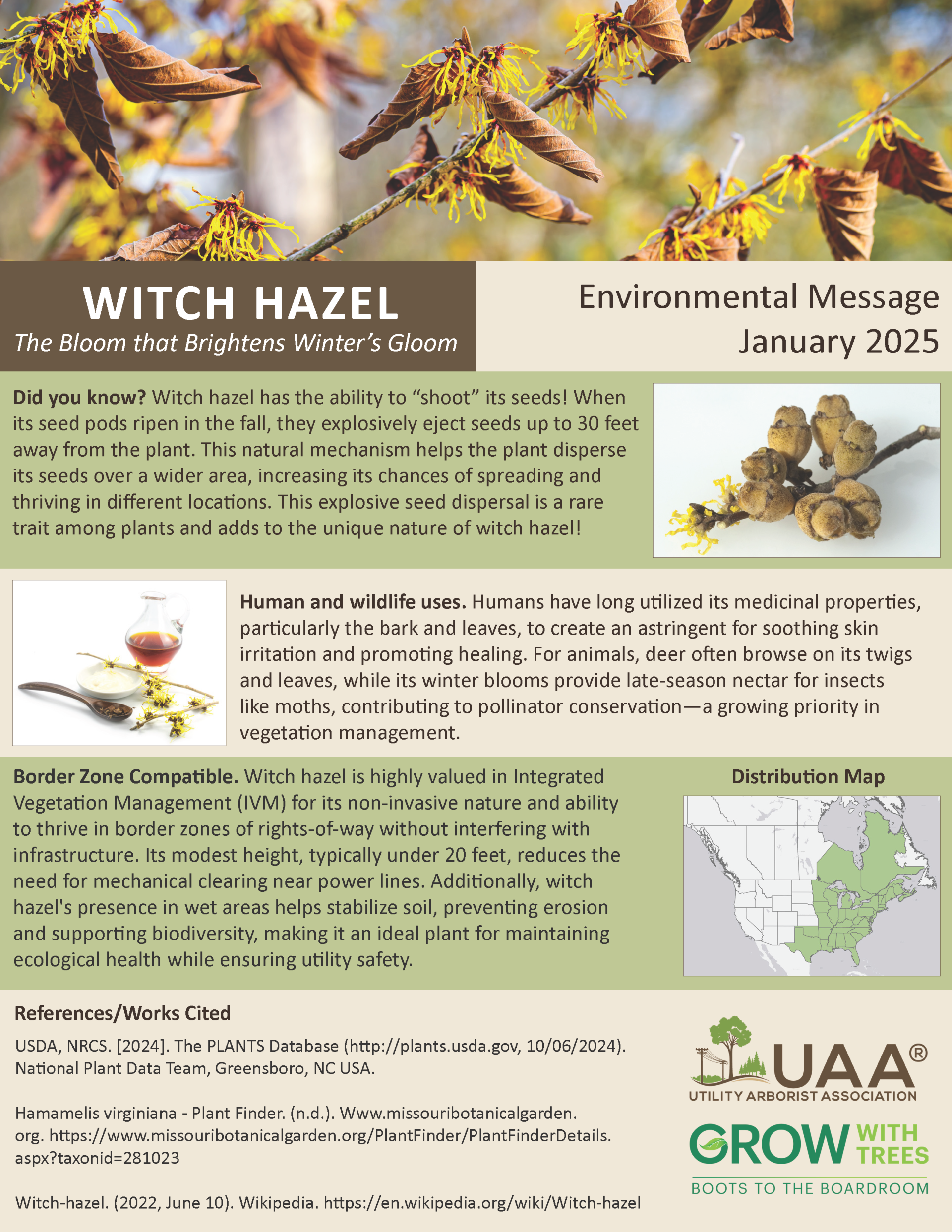 Witch Hazel The Bloom that Brightens Winter’s Gloom  Environmental Message January 2025  Did you know? Witch hazel has the ability to “shoot” its seeds! When its seed pods ripen in the fall, they explosively eject seeds up to 30 feet away from the plant. This natural mechanism helps the plant disperse its seeds over a wider area, increasing its chances of spreading and thriving in different locations. This explosive seed dispersal is a rare trait among plants and adds to the unique nature of witch hazel!  Human and wildlife uses. Humans have long utilized its medicinal properties, particularly the bark and leaves, to create an astringent for soothing skin irritation and promoting healing. For animals, deer often browse on its twigs and leaves, while its winter blooms provide late-season nectar for insects like moths, contributing to pollinator conservation—a growing priority in vegetation management.  Border Zone Compatible. Witch hazel is highly valued in Integrated Vegetation Management (IVM) for its non-invasive nature and ability to thrive in border zones of rights-of-way without interfering with infrastructure. Its modest height, typically under 20 feet, reduces the need for mechanical clearing near power lines. Additionally, witch hazel's presence in wet areas helps stabilize soil, preventing erosion and supporting biodiversity, making it an ideal plant for maintaining ecological health while ensuring utility safety.