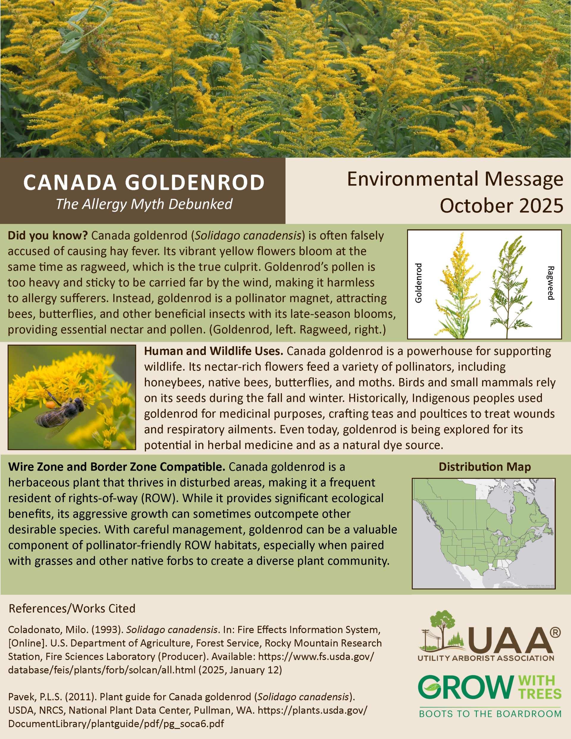 Canada Goldenrod The Allergy Myth Debunked  Environmental Message October 2025  Did you know? Canada goldenrod (Solidago canadensis) is often falsely accused of causing hay fever. Its vibrant yellow flowers bloom at the same time as ragweed, which is the true culprit. Goldenrod’s pollen is too heavy and sticky to be carried far by the wind, making it harmless to allergy sufferers. Instead, goldenrod is a pollinator magnet, attracting bees, butterflies, and other beneficial insects with its late-season blooms, providing essential nectar and pollen. (Goldenrod, left. Ragweed, right.)  Human and Wildlife Uses. Canada goldenrod is a powerhouse for supporting wildlife. Its nectar-rich flowers feed a variety of pollinators, including honeybees, native bees, butterflies, and moths. Birds and small mammals rely on its seeds during the fall and winter. Historically, Indigenous peoples used goldenrod for medicinal purposes, crafting teas and poultices to treat wounds and respiratory ailments. Even today, goldenrod is being explored for its potential in herbal medicine and as a natural dye source.  Wire Zone and Border Zone Compatible. Canada goldenrod is a herbaceous plant that thrives in disturbed areas, making it a frequent resident of rights-of-way (ROW). While it provides significant ecological benefits, its aggressive growth can sometimes outcompete other desirable species. With careful management, goldenrod can be a valuable component of pollinator-friendly ROW habitats, especially when paired with grasses and other native forbs to create a diverse plant community.
