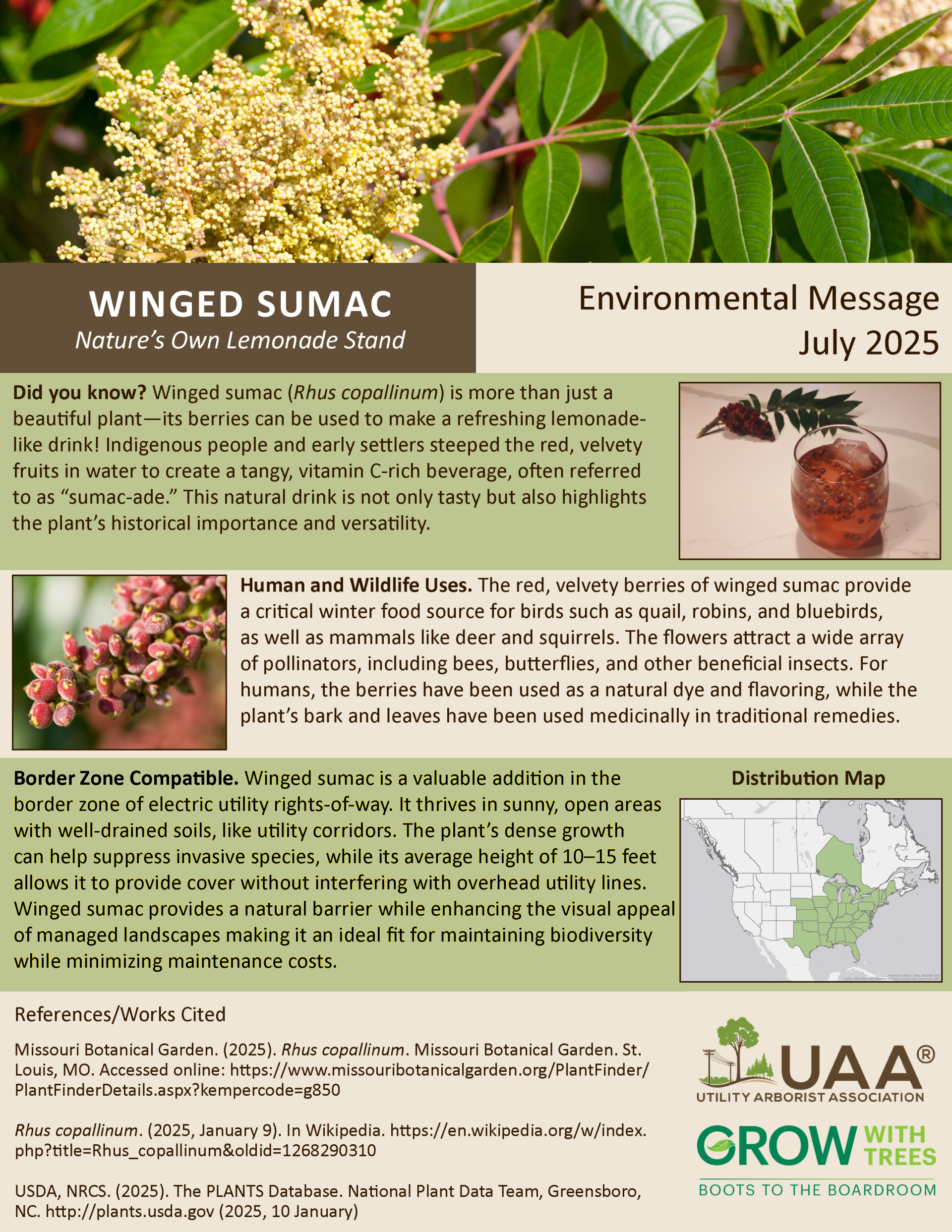 Winged Sumac Nature’s Own Lemonade Stand  Environmental Message July 2025  Did you know? Winged sumac (Rhus copallinum) is more than just a beautiful plant—its berries can be used to make a refreshing lemonade-like drink! Indigenous people and early settlers steeped the red, velvety fruits in water to create a tangy, vitamin C-rich beverage, often referred to as “sumac-ade.” This natural drink is not only tasty but also highlights the plant’s historical importance and versatility.  Human and Wildlife Uses. The red, velvety berries of winged sumac provide a critical winter food source for birds such as quail, robins, and bluebirds, as well as mammals like deer and squirrels. The flowers attract a wide array of pollinators, including bees, butterflies, and other beneficial insects. For humans, the berries have been used as a natural dye and flavoring, while the plant’s bark and leaves have been used medicinally in traditional remedies.  Border Zone Compatible. Winged sumac is a valuable addition in the border zone of electric utility rights-of-way. It thrives in sunny, open areas with well-drained soils, like utility corridors. The plant’s dense growth can help suppress invasive species, while its average height of 10–15 feet allows it to provide cover without interfering with overhead utility lines. Winged sumac provides a natural barrier while enhancing the visual appeal of managed landscapes making it an ideal fit for maintaining biodiversity while minimizing maintenance costs.