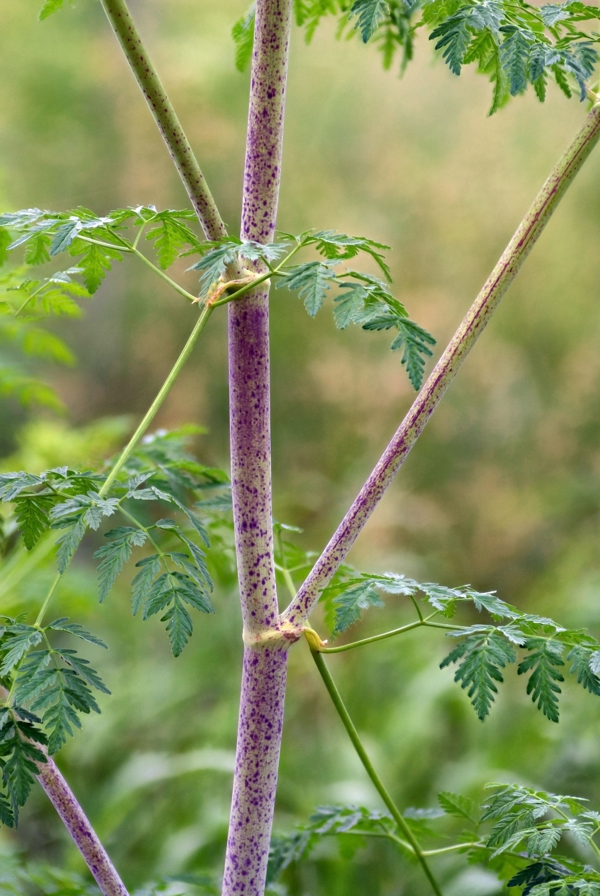 Close‑up of poison hemlock’s purple‑spotted stem and feathery leaves illustrating established invasive species that require coordinated management on the ROW.