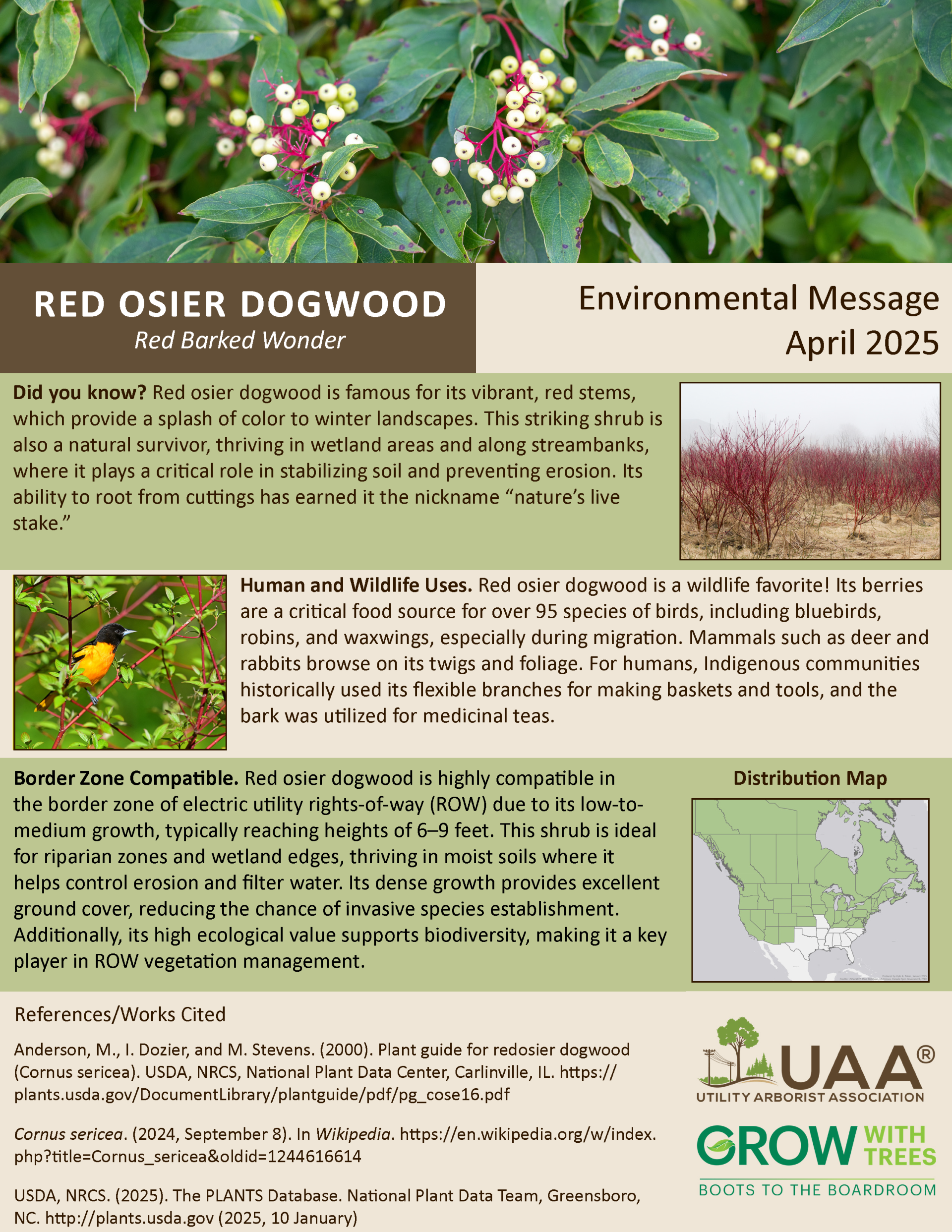 Red Osier Dogwood Red Barked Wonder  Environmental Message April 2025  Did you know? Red osier dogwood is famous for its vibrant, red stems, which provide a splash of color to winter landscapes. This striking shrub is also a natural survivor, thriving in wetland areas and along streambanks, where it plays a critical role in stabilizing soil and preventing erosion. Its ability to root from cuttings has earned it the nickname “nature’s live stake.”  Human and Wildlife Uses. Red osier dogwood is a wildlife favorite! Its berries are a critical food source for over 95 species of birds, including bluebirds, robins, and waxwings, especially during migration. Mammals such as deer and rabbits browse on its twigs and foliage. For humans, Indigenous communities historically used its flexible branches for making baskets and tools, and the bark was utilized for medicinal teas.  Border Zone Compatible. Red osier dogwood is highly compatible in the border zone of electric utility rights-of-way (ROW) due to its low-to-medium growth, typically reaching heights of 6–9 feet. This shrub is ideal for riparian zones and wetland edges, thriving in moist soils where it helps control erosion and filter water. Its dense growth provides excellent ground cover, reducing the chance of invasive species establishment. Additionally, its high ecological value supports biodiversity, making it a key player in ROW vegetation management.
