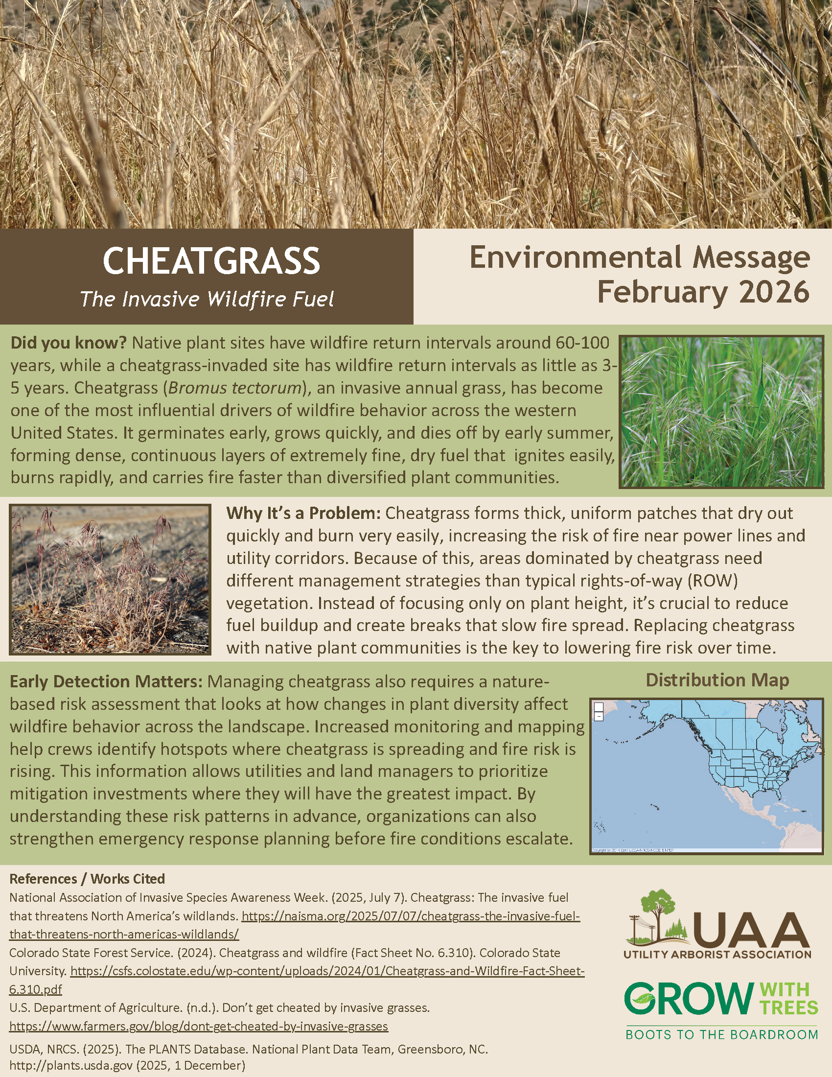 Cheatgrass The Invasive Wildfire Fuel  Environmental Message February 2026  Did you know? Native plant sites have wildfire return intervals around 60–100 years, while a cheatgrass-invaded site has wildfire return intervals as little as 3–5 years. Cheatgrass (Bromus tectorum), an invasive annual grass, has become one of the most influential drivers of wildfire behavior across the western United States. It germinates early, grows quickly, and dies off by early summer, forming dense, continuous layers of extremely fine, dry fuel that ignites easily, burns rapidly, and carries fire faster than diversified plant communities.  Why It’s a Problem: Cheatgrass forms thick, uniform patches that dry out quickly and burn very easily, increasing the risk of fire near power lines and utility corridors. Because of this, areas dominated by cheatgrass need different management strategies than typical rights-of-way (ROW) vegetation. Instead of focusing only on plant height, it’s crucial to reduce fuel buildup and create breaks that slow fire spread. Replacing cheatgrass with native plant communities is the key to lowering fire risk over time.  Early Detection Matters: Managing cheatgrass also requires a nature-based risk assessment that looks at how changes in plant diversity affect wildfire behavior across the landscape. Increased monitoring and mapping help crews identify hotspots where cheatgrass is spreading and fire risk is rising. This information allows utilities and land managers to prioritize mitigation investments where they will have the greatest impact. By understanding these risk patterns in advance, organizations can also strengthen emergency response planning before fire conditions escalate.