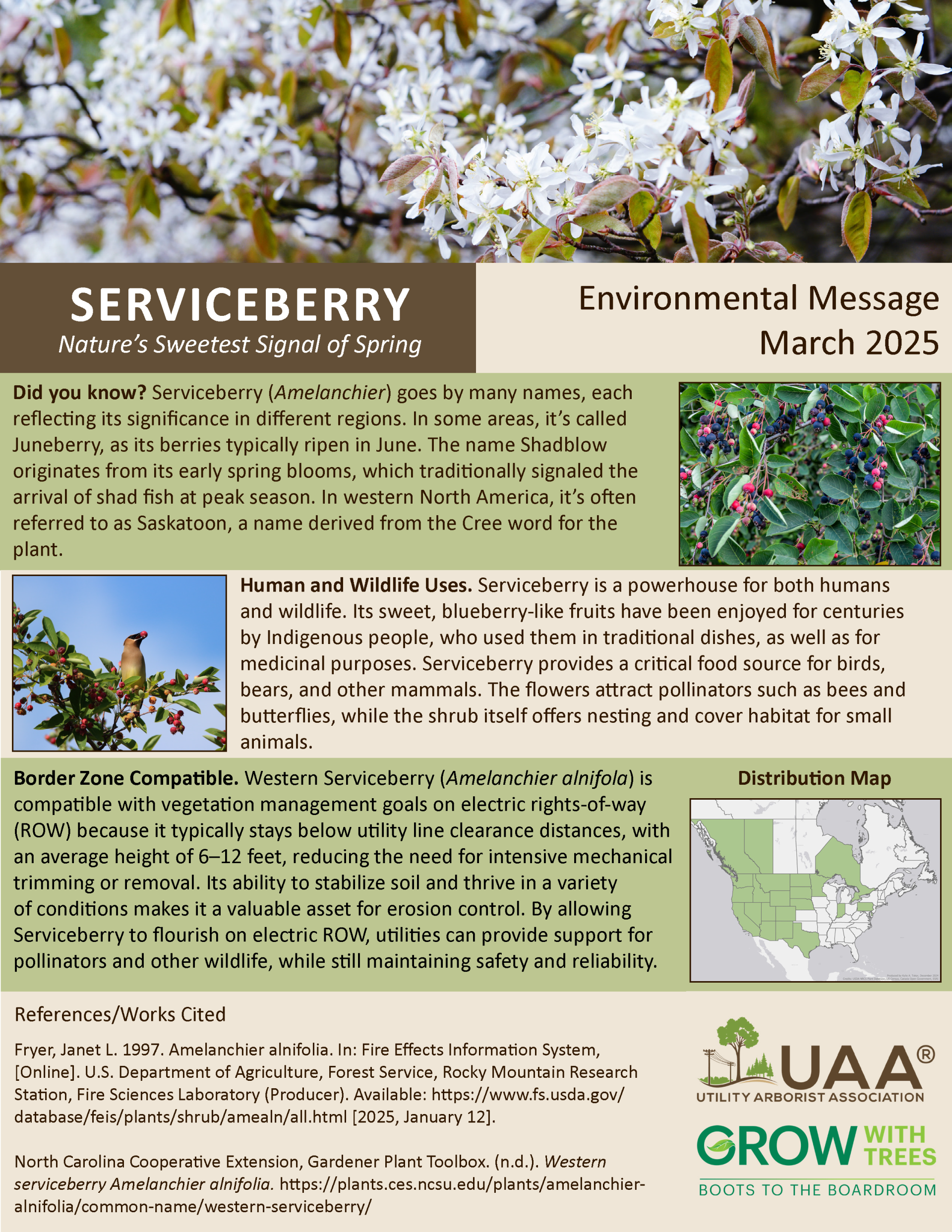 Serviceberry Nature’s Sweetest Signal of Spring  Environmental Message March 2025  Did you know? Serviceberry (Amelanchier) goes by many names, each reflecting its significance in different regions. In some areas, it’s called Juneberry, as its berries typically ripen in June. The name Shadblow originates from its early spring blooms, which traditionally signaled the arrival of shad fish at peak season. In western North America, it’s often referred to as Saskatoon, a name derived from the Cree word for the plant.  Human and Wildlife Uses. Serviceberry is a powerhouse for both humans and wildlife. Its sweet, blueberry-like fruits have been enjoyed for centuries by Indigenous people, who used them in traditional dishes, as well as for medicinal purposes. Serviceberry provides a critical food source for birds, bears, and other mammals. The flowers attract pollinators such as bees and butterflies, while the shrub itself offers nesting and cover habitat for small animals.  Border Zone Compatible. Western Serviceberry (Amelanchier alnifola) is compatible with vegetation management goals on electric rights-of-way (ROW) because it typically stays below utility line clearance distances, with an average height of 6–12 feet, reducing the need for intensive mechanical trimming or removal. Its ability to stabilize soil and thrive in a variety of conditions makes it a valuable asset for erosion control. By allowing Serviceberry to flourish on electric ROW, utilities can provide support for pollinators and other wildlife, while still maintaining safety and reliability.