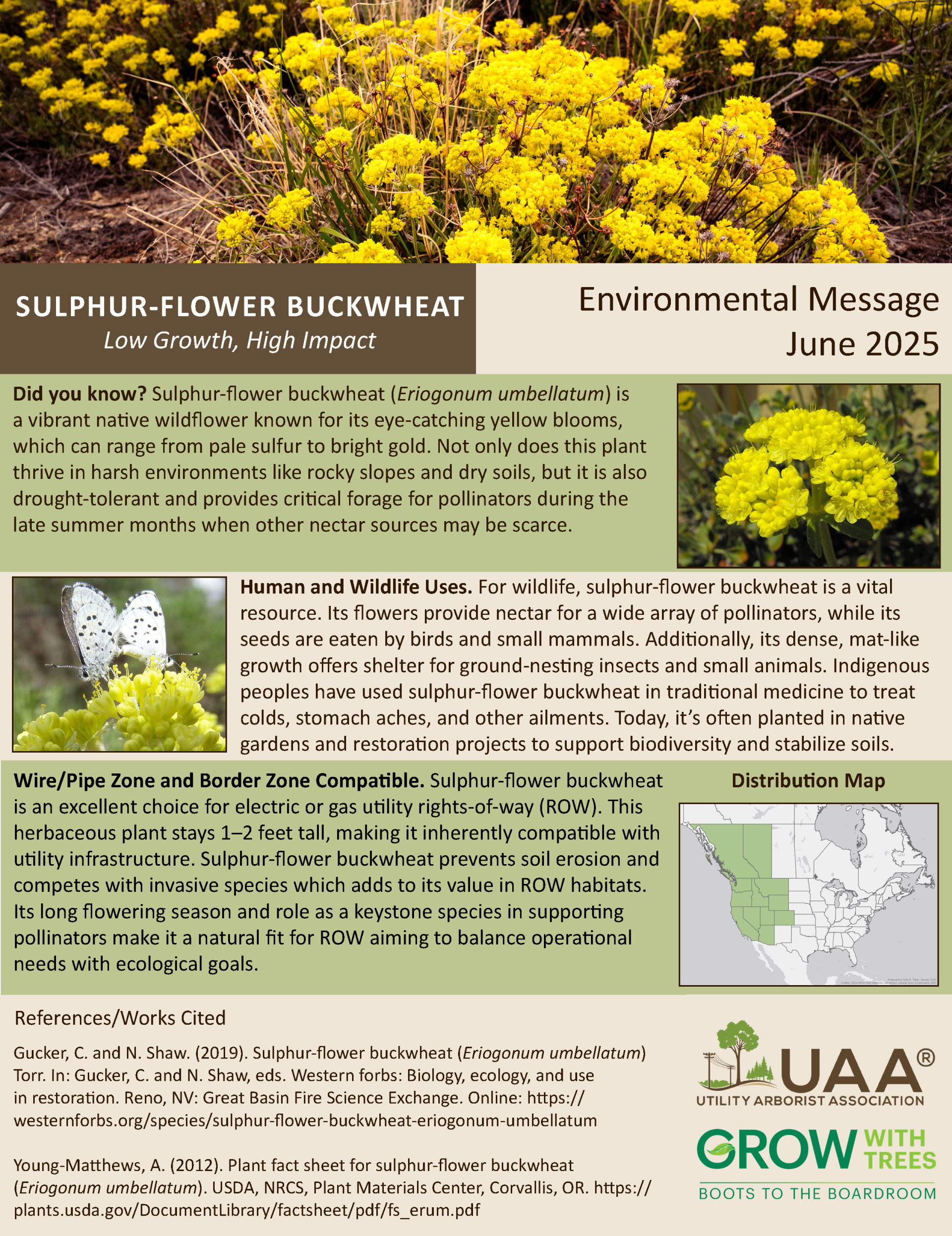 Sulphur-Flower Buckwheat Low Growth, High Impact  Environmental Message June 2025  Did you know? Sulphur-flower buckwheat (Eriogonum umbellatum) is a vibrant native wildflower known for its eye-catching yellow blooms, which can range from pale sulfur to bright gold. Not only does this plant thrive in harsh environments like rocky slopes and dry soils, but it is also drought-tolerant and provides critical forage for pollinators during the late summer months when other nectar sources may be scarce.  Human and Wildlife Uses. For wildlife, sulphur-flower buckwheat is a vital resource. Its flowers provide nectar for a wide array of pollinators, while its seeds are eaten by birds and small mammals. Additionally, its dense, mat-like growth offers shelter for ground-nesting insects and small animals. Indigenous peoples have used sulphur-flower buckwheat in traditional medicine to treat colds, stomach aches, and other ailments. Today, it’s often planted in native gardens and restoration projects to support biodiversity and stabilize soils.  Wire/Pipe Zone and Border Zone Compatible. Sulphur-flower buckwheat is an excellent choice for electric or gas utility rights-of-way (ROW). This herbaceous plant stays 1–2 feet tall, making it inherently compatible with utility infrastructure. Sulphur-flower buckwheat prevents soil erosion and competes with invasive species which adds to its value in ROW habitats. Its long flowering season and role as a keystone species in supporting pollinators make it a natural fit for ROW aiming to balance operational needs with ecological goals.