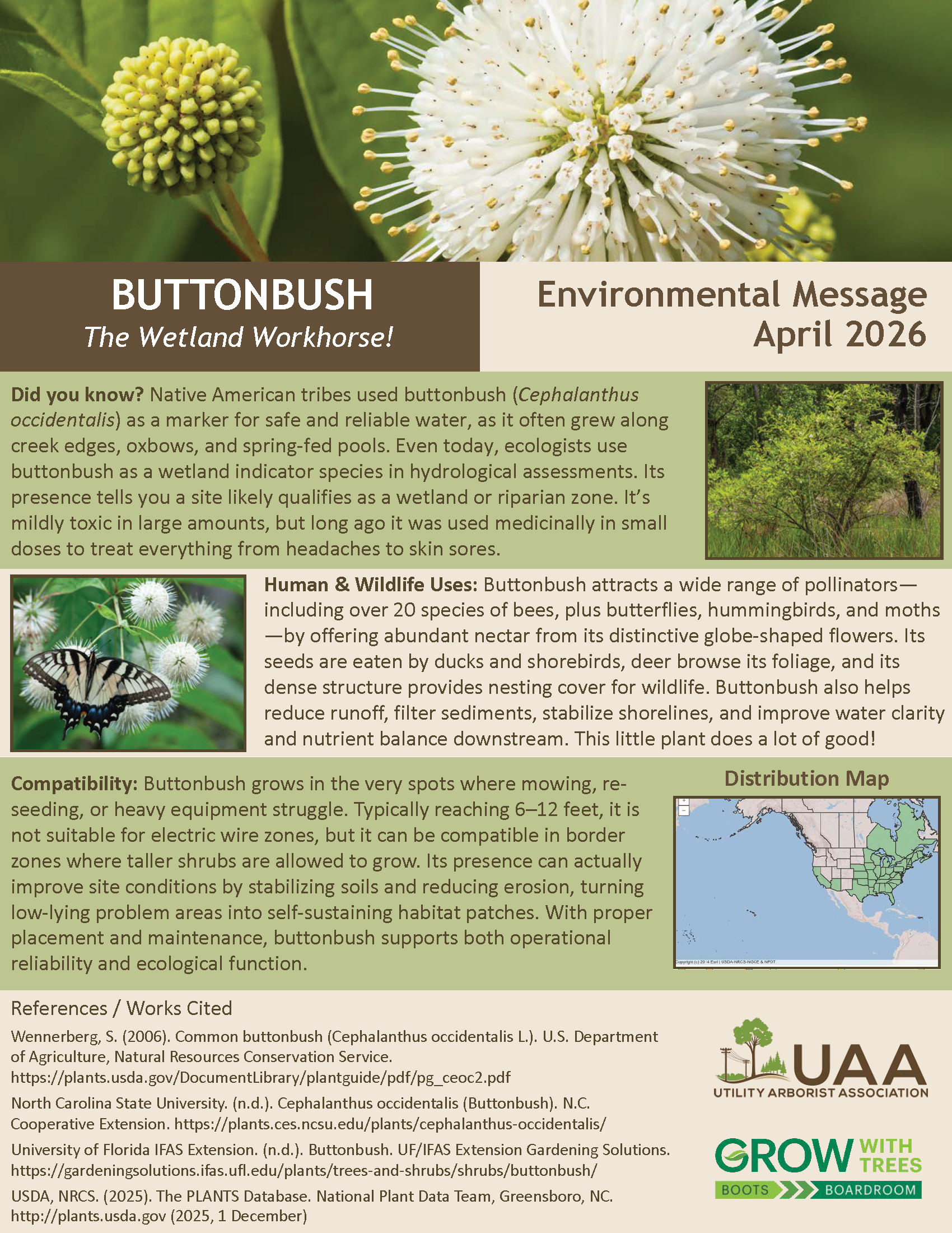 Buttonbush The Wetland Workhorse! Environmental Message April 2026 Did you know? Native American tribes used buttonbush (Cephalanthus occidentalis) as a marker for safe and reliable water, as it often grew along creek edges, oxbows, and spring-fed pools. Even today, ecologists use buttonbush as a wetland indicator species in hydrological assessments. Its presence tells you a site likely qualifies as a wetland or riparian zone. It's mildly toxic in large amounts, but long ago it was used medicinally in small doses to treat everything from headaches to skin sores. Human & Wildlife Uses: Buttonbush attracts a wide range of pollinators—including over 20 species of bees, plus butterflies, hummingbirds, and moths—by offering abundant nectar from its distinctive globe-shaped flowers. Its seeds are eaten by ducks and shorebirds, deer browse its foliage, and its dense structure provides nesting cover for wildlife. Buttonbush also helps reduce runoff, filter sediments, stabilize shorelines, and improve water clarity and nutrient balance downstream. This little plant does a lot of good! Compatibility: Buttonbush grows in the very spots where mowing, reseeding, or heavy equipment struggle. Typically reaching 6–12 feet, it is not suitable for electric wire zones, but it can be compatible in border zones where taller shrubs are allowed to grow. Its presence can actually improve site conditions by stabilizing soils and reducing erosion, turning low-lying problem areas into self-sustaining habitat patches. With proper placement and maintenance, buttonbush supports both operational reliability and ecological function.