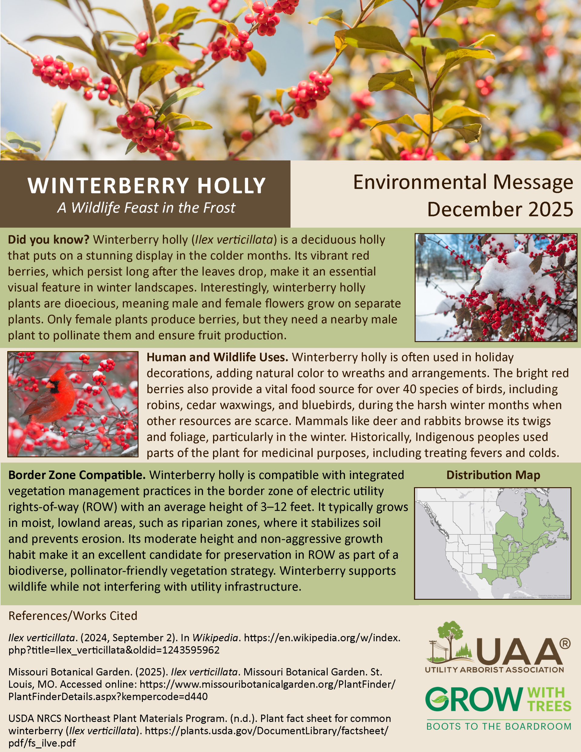 Winterberry Holly A Wildlife Feast in the Frost  Environmental Message December 2025  Did you know? Winterberry holly (Ilex verticillata) is a deciduous holly that puts on a stunning display in the colder months. Its vibrant red berries, which persist long after the leaves drop, make it an essential visual feature in winter landscapes. Interestingly, winterberry holly plants are dioecious, meaning male and female flowers grow on separate plants. Only female plants produce berries, but they need a nearby male plant to pollinate them and ensure fruit production.  Human and Wildlife Uses. Winterberry holly is often used in holiday decorations, adding natural color to wreaths and arrangements. The bright red berries also provide a vital food source for over 40 species of birds, including robins, cedar waxwings, and bluebirds, during the harsh winter months when other resources are scarce. Mammals like deer and rabbits browse its twigs and foliage, particularly in the winter. Historically, Indigenous peoples used parts of the plant for medicinal purposes, including treating fevers and colds.  Border Zone Compatible. Winterberry holly is compatible with integrated vegetation management practices in the border zone of electric utility rights-of-way (ROW) with an average height of 3–12 feet. It typically grows in moist, lowland areas, such as riparian zones, where it stabilizes soil and prevents erosion. Its moderate height and non-aggressive growth habit make it an excellent candidate for preservation in ROW as part of a biodiverse, pollinator-friendly vegetation strategy. Winterberry supports wildlife while not interfering with utility infrastructure.