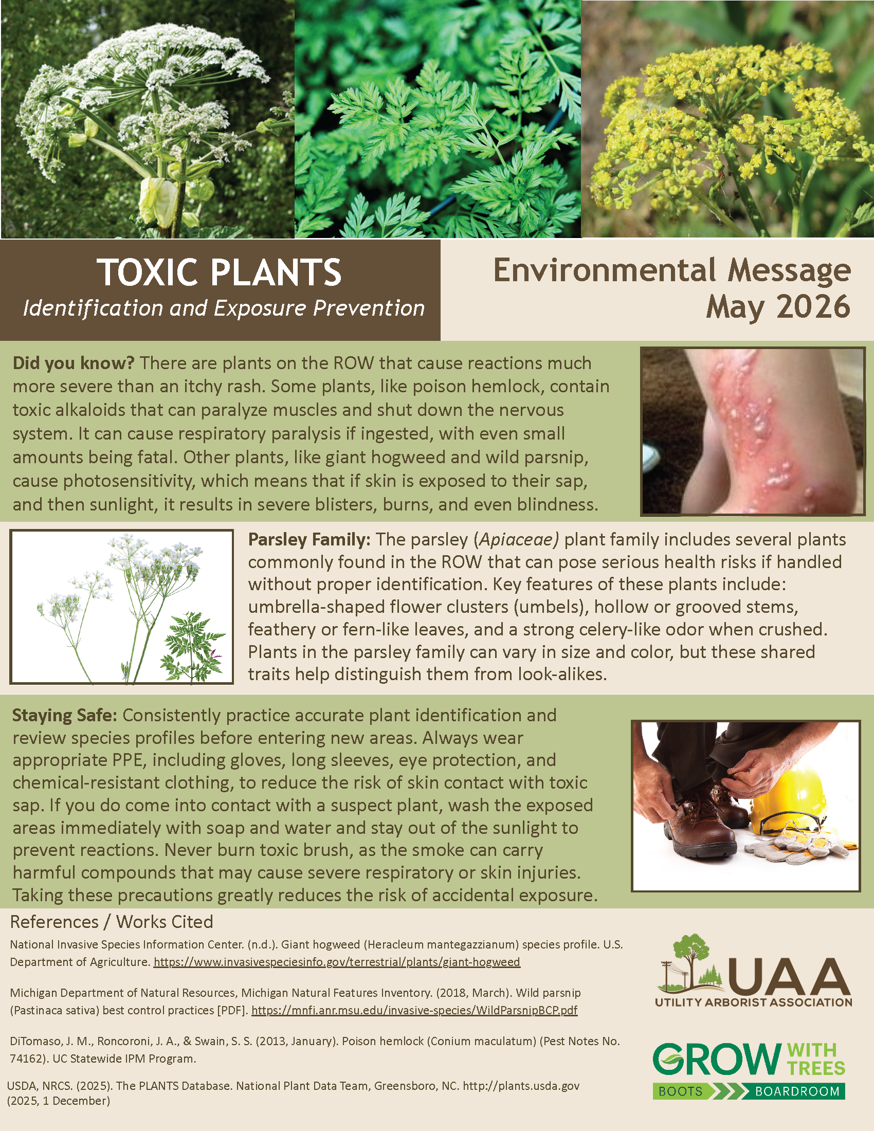 Toxic Plants Identification and Exposure Prevention Environmental Message May 2026 Did you know? There are plants on the ROW that cause reactions much more severe than an itchy rash. Some plants, like poison hemlock, contain toxic alkaloids that can paralyze muscles and shut down the nervous system. It can cause respiratory paralysis if ingested, with even small amounts being fatal. Other plants, like giant hogweed and wild parsnip, cause photosensitivity, which means that if skin is exposed to their sap, and then sunlight, it results in severe blisters, burns, and even blindness. Parsley Family: The parsley (Apiaceae) plant family includes several plants commonly found in the ROW that can pose serious health risks if handled without proper identification. Key features of these plants include: umbrella-shaped flower clusters (umbels), hollow or grooved stems, feathery or fern-like leaves, and a strong celery-like odor when crushed. Plants in the parsley family can vary in size and color, but these shared traits help distinguish them from look-alikes. Staying Safe: Consistently practice accurate plant identification and review species profiles before entering new areas. Always wear appropriate PPE, including gloves, long sleeves, eye protection, and chemical-resistant clothing, to reduce the risk of skin contact with toxic sap. If you do come into contact with a suspect plant, wash the exposed areas immediately with soap and water and stay out of the sunlight to prevent reactions. Never burn toxic brush, as the smoke can carry harmful compounds that may cause severe respiratory or skin injuries. Taking these precautions greatly reduces the risk of accidental exposure.