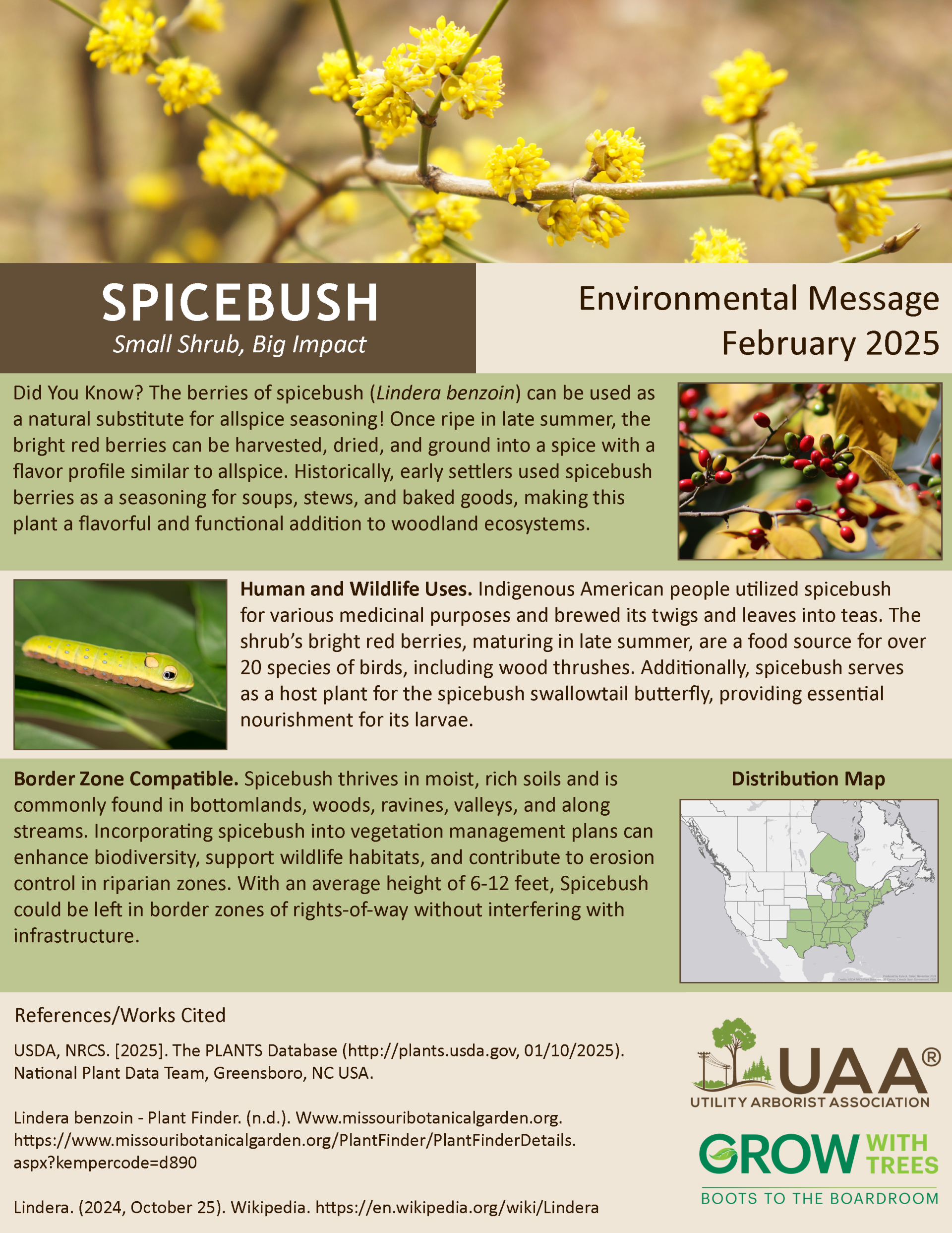 Spicebush Small Shrub, Big Impact Environmental Message February 2025  Did You Know? The berries of spicebush (Lindera benzoin) can be used as a natural substitute for allspice seasoning! Once ripe in late summer, the bright red berries can be harvested, dried, and ground into a spice with a flavor profile similar to allspice. Historically, early settlers used spicebush berries as a seasoning for soups, stews, and baked goods, making this plant a flavorful and functional addition to woodland ecosystems.  Human and Wildlife Uses. Indigenous American people utilized spicebush for various medicinal purposes and brewed its twigs and leaves into teas. The shrub’s bright red berries, maturing in late summer, are a food source for over 20 species of birds, including wood thrushes. Additionally, spicebush serves as a host plant for the spicebush swallowtail butterfly, providing essential nourishment for its larvae.  Border Zone Compatible. Spicebush thrives in moist, rich soils and is commonly found in bottomlands, woods, ravines, valleys, and along streams. Incorporating spicebush into vegetation management plans can enhance biodiversity, support wildlife habitats, and contribute to erosion control in riparian zones. With an average height of 6-12 feet, Spicebush could be left in border zones of rights-of-way without interfering with infrastructure.