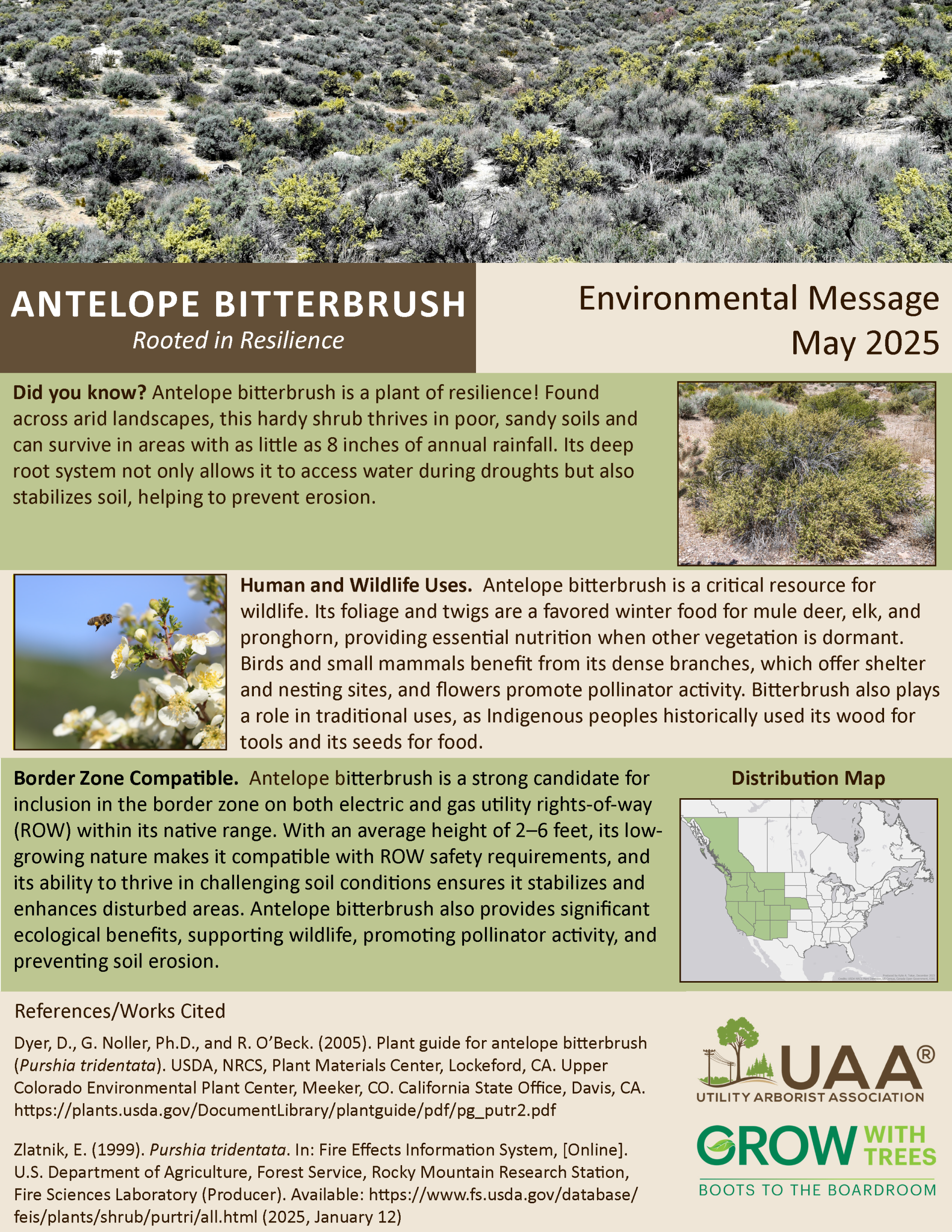 Antelope Bitterbrush Rooted in Resilience  Environmental Message May 2025  Did you know? Antelope bitterbrush is a plant of resilience! Found across arid landscapes, this hardy shrub thrives in poor, sandy soils and can survive in areas with as little as 8 inches of annual rainfall. Its deep root system not only allows it to access water during droughts but also stabilizes soil, helping to prevent erosion.  Human and Wildlife Uses. Antelope bitterbrush is a critical resource for wildlife. Its foliage and twigs are a favored winter food for mule deer, elk, and pronghorn, providing essential nutrition when other vegetation is dormant. Birds and small mammals benefit from its dense branches, which offer shelter and nesting sites, and flowers promote pollinator activity. Bitterbrush also plays a role in traditional uses, as Indigenous peoples historically used its wood for tools and its seeds for food.  Border Zone Compatible. Antelope bitterbrush is a strong candidate for inclusion in the border zone on both electric and gas utility rights-of-way (ROW) within its native range. With an average height of 2–6 feet, its low-growing nature makes it compatible with ROW safety requirements, and its ability to thrive in challenging soil conditions ensures it stabilizes and enhances disturbed areas. Antelope bitterbrush also provides significant ecological benefits, supporting wildlife, promoting pollinator activity, and preventing soil erosion.