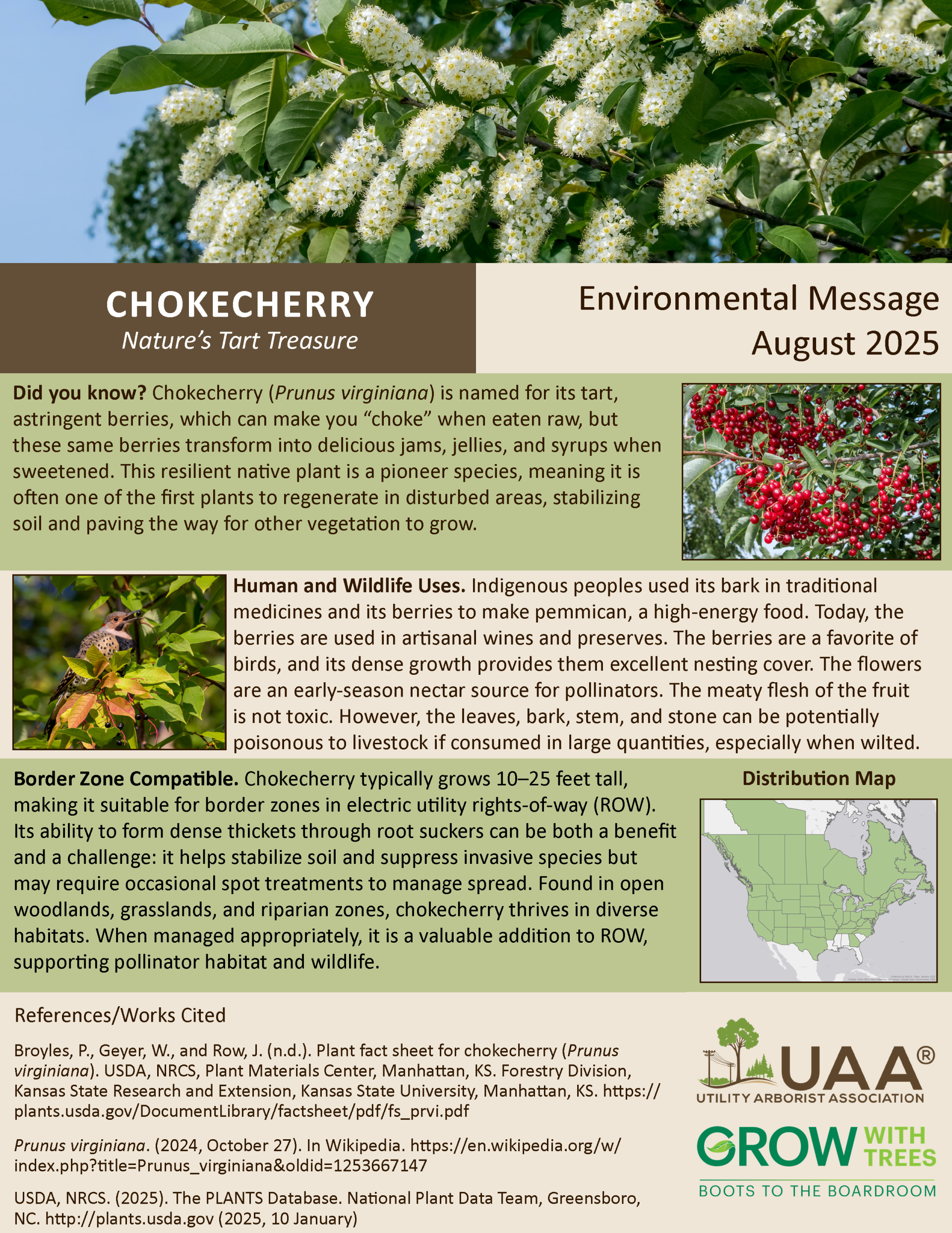Chokecherry Nature’s Tart Treasure  Environmental Message August 2025  Did you know? Chokecherry (Prunus virginiana) is named for its tart, astringent berries, which can make you “choke” when eaten raw, but these same berries transform into delicious jams, jellies, and syrups when sweetened. This resilient native plant is a pioneer species, meaning it is often one of the first plants to regenerate in disturbed areas, stabilizing soil and paving the way for other vegetation to grow.  Human and Wildlife Uses. Indigenous peoples used its bark in traditional medicines and its berries to make pemmican, a high-energy food. Today, the berries are used in artisanal wines and preserves. The berries are a favorite of birds, and its dense growth provides them excellent nesting cover. The flowers are an early-season nectar source for pollinators. The meaty flesh of the fruit is not toxic. However, the leaves, bark, stem, and stone can be potentially poisonous to livestock if consumed in large quantities, especially when wilted.  Border Zone Compatible. Chokecherry typically grows 10–25 feet tall, making it suitable for border zones in electric utility rights-of-way (ROW). Its ability to form dense thickets through root suckers can be both a benefit and a challenge: it helps stabilize soil and suppress invasive species but may require occasional spot treatments to manage spread. Found in open woodlands, grasslands, and riparian zones, chokecherry thrives in diverse habitats. When managed appropriately, it is a valuable addition to ROW, supporting pollinator habitat and wildlife.