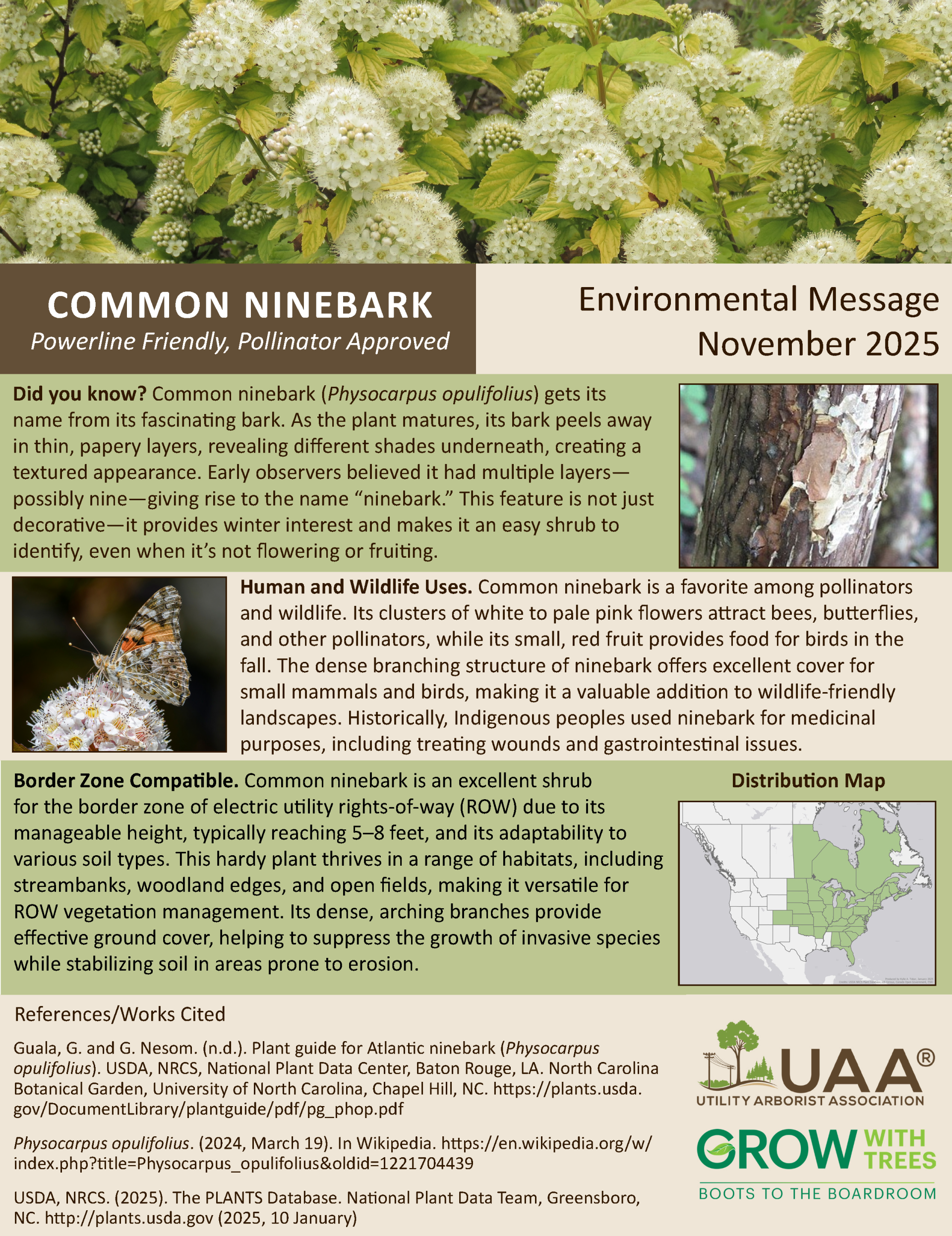 Common Ninebark Powerline Friendly, Pollinator Approved  Environmental Message November 2025  Did you know? Common ninebark (Physocarpus opulifolius) gets its name from its fascinating bark. As the plant matures, its bark peels away in thin, papery layers, revealing different shades underneath, creating a textured appearance. Early observers believed it had multiple layers—possibly nine—giving rise to the name “ninebark.” This feature is not just decorative—it provides winter interest and makes it an easy shrub to identify, even when it’s not flowering or fruiting.  Human and Wildlife Uses. Common ninebark is a favorite among pollinators and wildlife. Its clusters of white to pale pink flowers attract bees, butterflies, and other pollinators, while its small, red fruit provides food for birds in the fall. The dense branching structure of ninebark offers excellent cover for small mammals and birds, making it a valuable addition to wildlife-friendly landscapes. Historically, Indigenous peoples used ninebark for medicinal purposes, including treating wounds and gastrointestinal issues.  Border Zone Compatible. Common ninebark is an excellent shrub for the border zone of electric utility rights-of-way (ROW) due to its manageable height, typically reaching 5–8 feet, and its adaptability to various soil types. This hardy plant thrives in a range of habitats, including streambanks, woodland edges, and open fields, making it versatile for ROW vegetation management. Its dense, arching branches provide effective ground cover, helping to suppress the growth of invasive species while stabilizing soil in areas prone to erosion.
