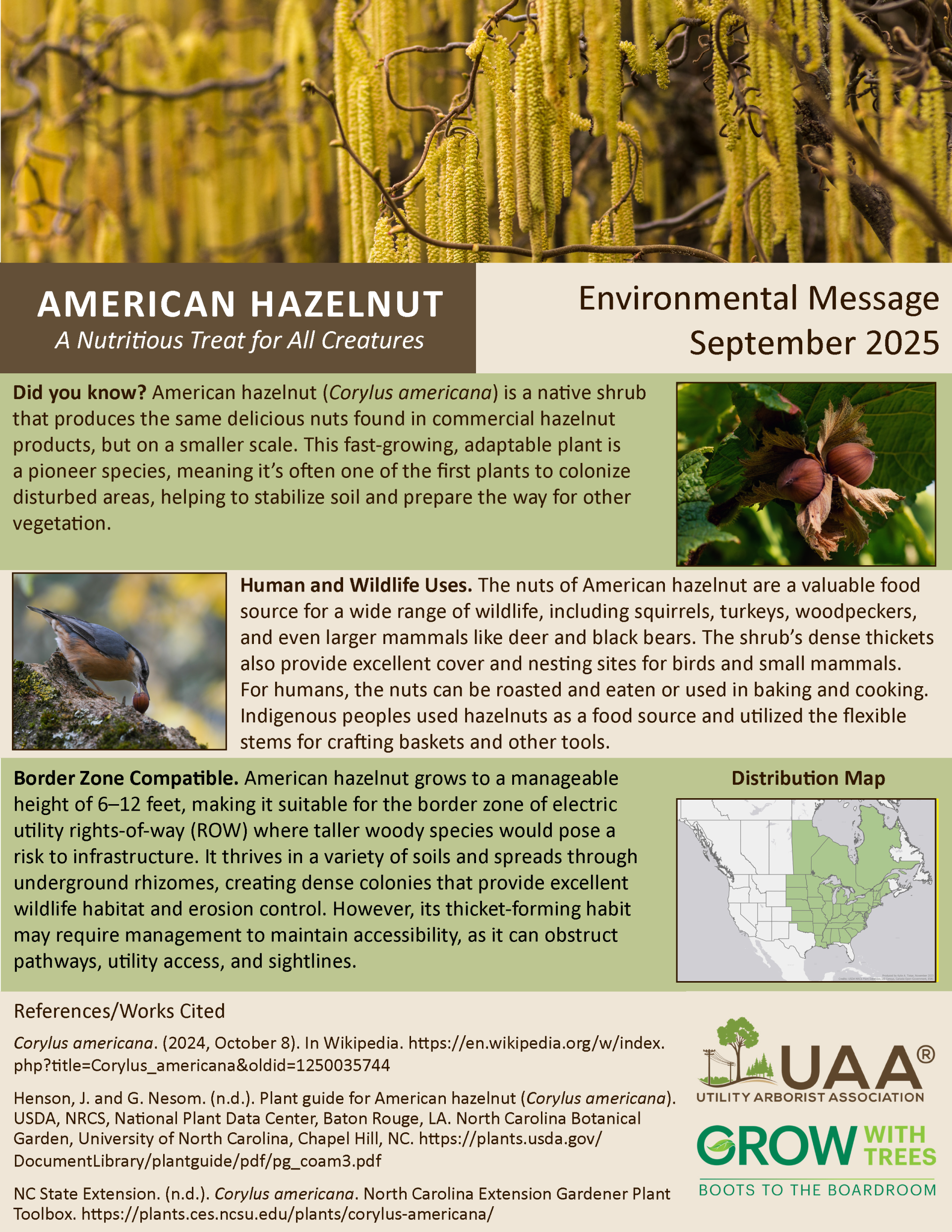 American Hazelnut A Nutritious Treat for All Creatures  Environmental Message September 2025  Did you know? American hazelnut (Corylus americana) is a native shrub that produces the same delicious nuts found in commercial hazelnut products, but on a smaller scale. This fast-growing, adaptable plant is a pioneer species, meaning it’s often one of the first plants to colonize disturbed areas, helping to stabilize soil and prepare the way for other vegetation.  Human and Wildlife Uses. The nuts of American hazelnut are a valuable food source for a wide range of wildlife, including squirrels, turkeys, woodpeckers, and even larger mammals like deer and black bears. The shrub’s dense thickets also provide excellent cover and nesting sites for birds and small mammals. For humans, the nuts can be roasted and eaten or used in baking and cooking. Indigenous peoples used hazelnuts as a food source and utilized the flexible stems for crafting baskets and other tools.  Border Zone Compatible. American hazelnut grows to a manageable height of 6–12 feet, making it suitable for the border zone of electric utility rights-of-way (ROW) where taller woody species would pose a risk to infrastructure. It thrives in a variety of soils and spreads through underground rhizomes, creating dense colonies that provide excellent wildlife habitat and erosion control. However, its thicket-forming habit may require management to maintain accessibility, as it can obstruct pathways, utility access, and sightlines.