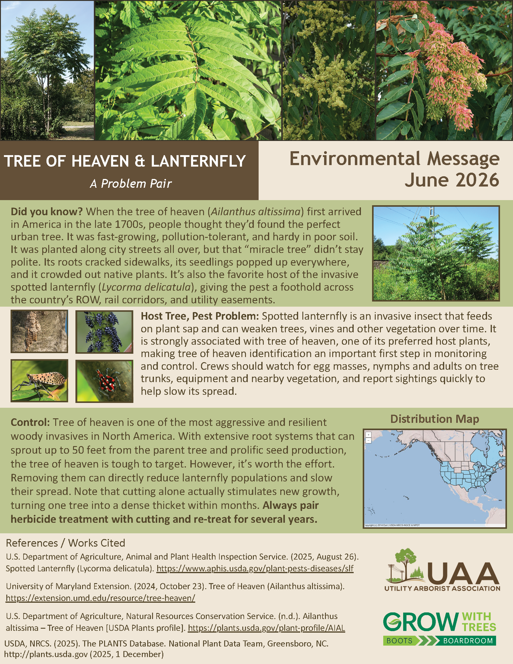 Tree of Heaven and Lanternfly: A Problem Pair. Environmental Message June 2026. Did you know? When the tree of heaven (Ailanthus altissima) first arrived in America in the late 1700s, people thought they’d found the perfect urban tree. It was fast-growing, pollution-tolerant, and hardy in poor soil. It was planted along city streets all over, but that “miracle tree” didn’t stay polite. Its roots cracked sidewalks, its seedlings popped up everywhere, and it crowded out native plants. It’s also the favorite host of the invasive spotted lanternfly (Lycorma delicatula), giving the pest a foothold across the country’s ROW, rail corridors, and utility easements.  Host Tree, Pest Problem: Spotted lanternfly is an invasive insect that feeds on plant sap and can weaken trees, vines, and other vegetation over time. It is strongly associated with tree of heaven, one of its preferred host plants, making tree of heaven identification an important first step in monitoring and control. Crews should watch for egg masses, nymphs and adults on tree trunks, equipment and nearby vegetation, and report sightings quickly to help slow its spread.  Control: Tree of heaven is one of the most aggressive and resilient woody invasives in North America. With extensive root systems that can sprout up to 50 feet from the parent tree and prolific seed production, the tree of heaven is tough to target. However, it’s worth the effort. Removing them can directly reduce lanternfly populations and slow their spread. Note that cutting alone actually stimulates new growth, turning one tree into a dense thicket within months. Always pair herbicide treatment with cutting and re-treat for several years.