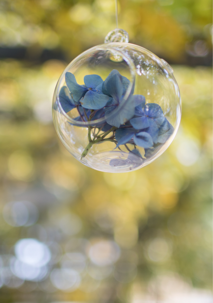 ดอกไฮเดรนเยียในลูกบอลพลาสติก สำหรับตกแต่งงานรื่นเริง