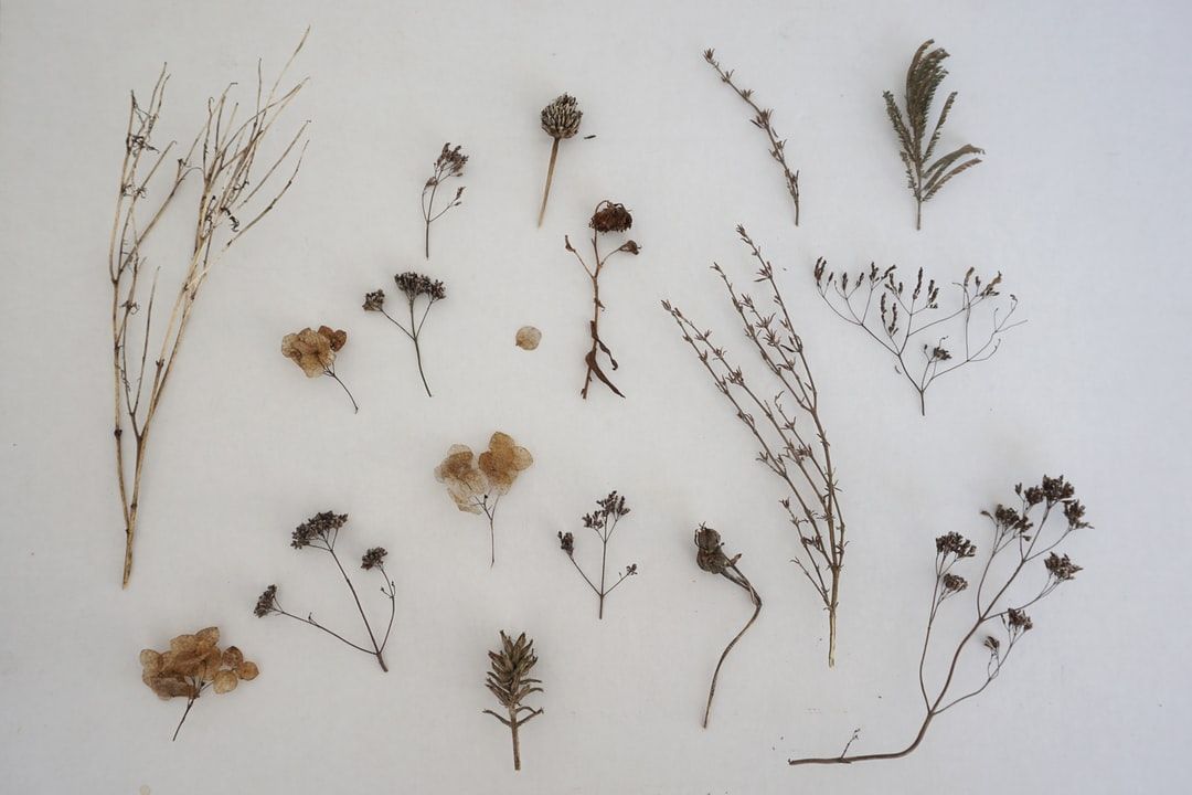 Herbarium Sheets
