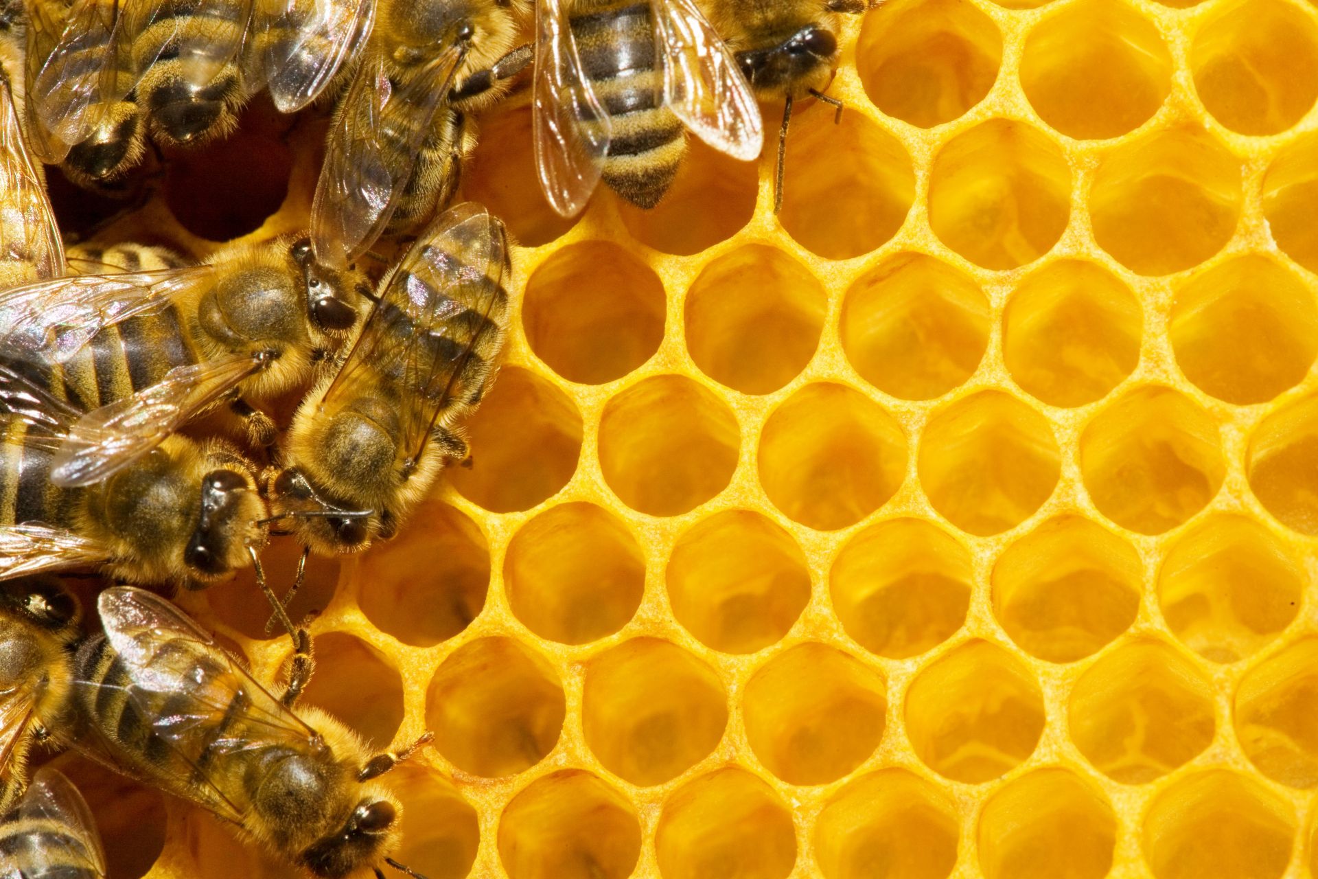 What Is Honeycomb? - Revive A Bee