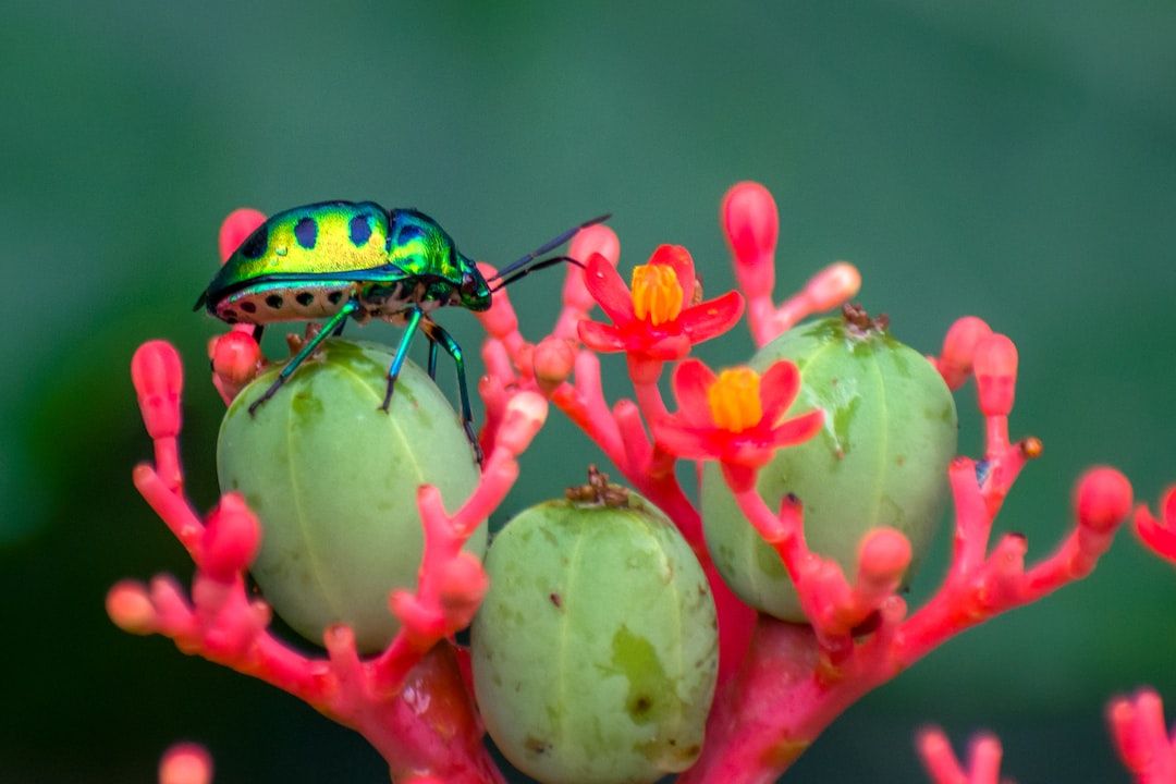 Insects Unit Study