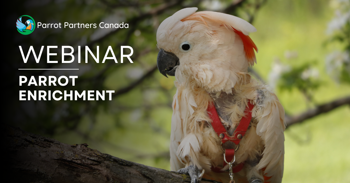 Thumbnail for Online Parrot Care And Housing Courses For Experienced Owners