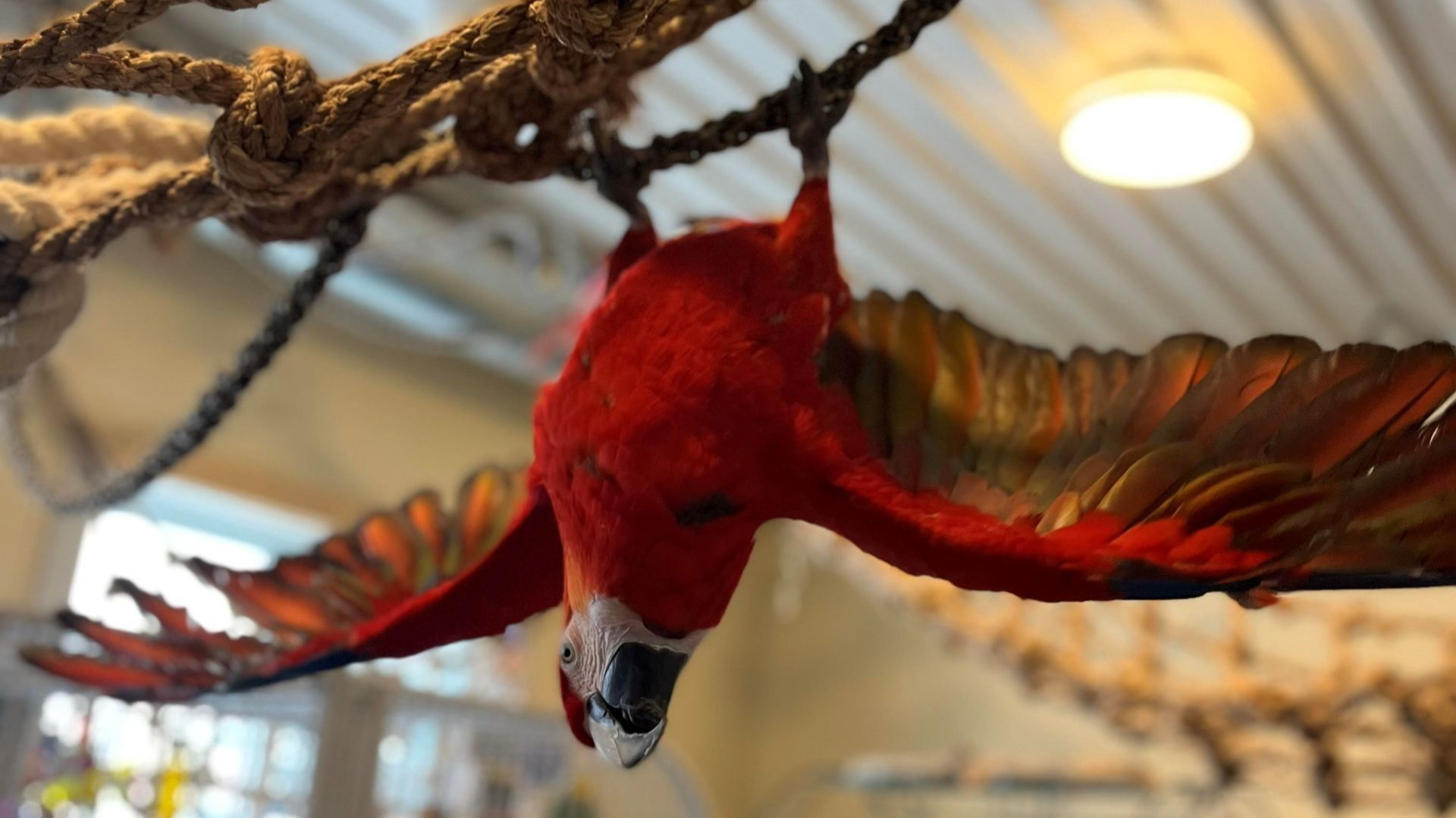 Private Aviary Tour (In Person)