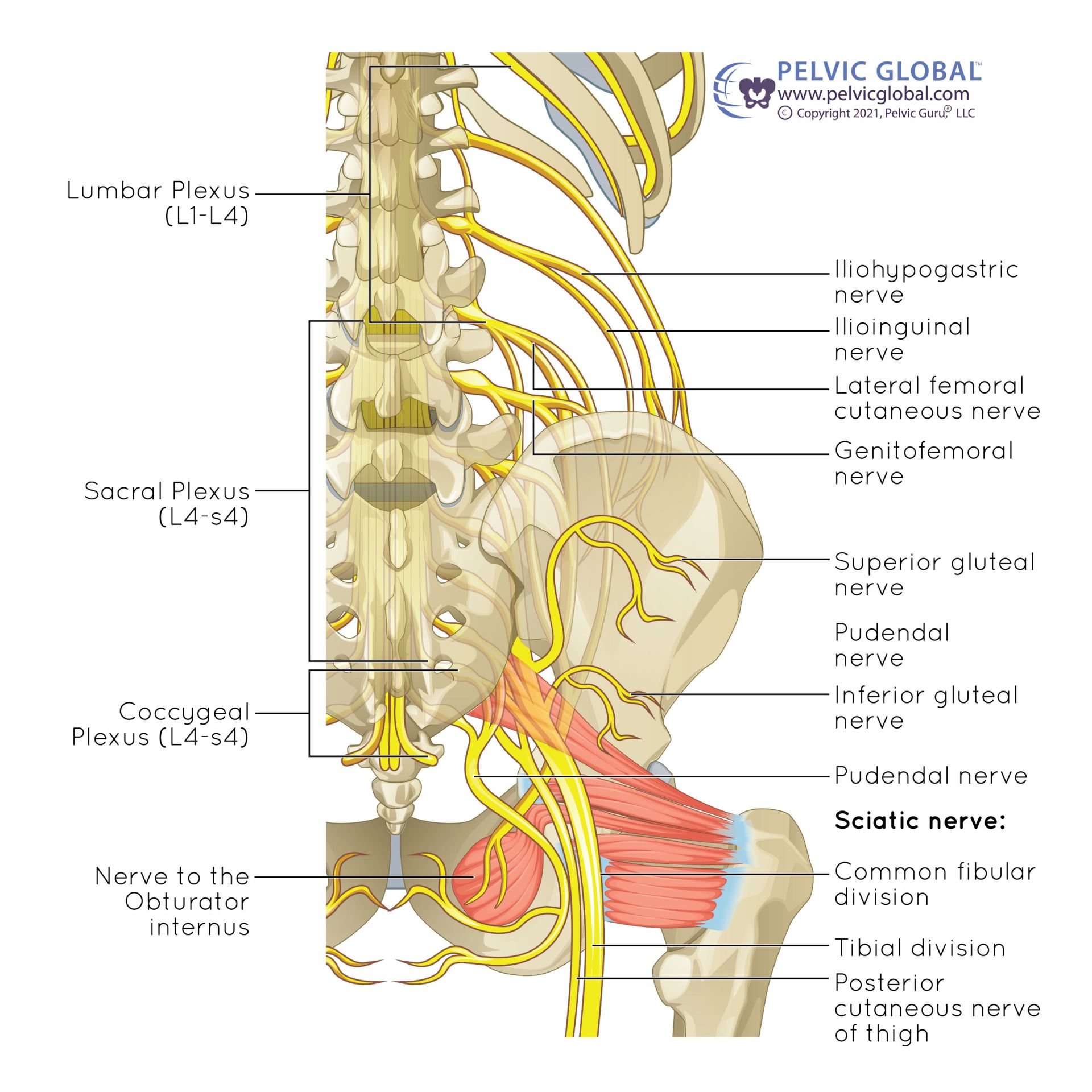 Lumbar Plexus Anatomy Neurosurgery Surgical Anatomy Of The Lumbar Lumbar Plexus Anatomy Neurosurgery Surgical Anatomy Of The Lumbar