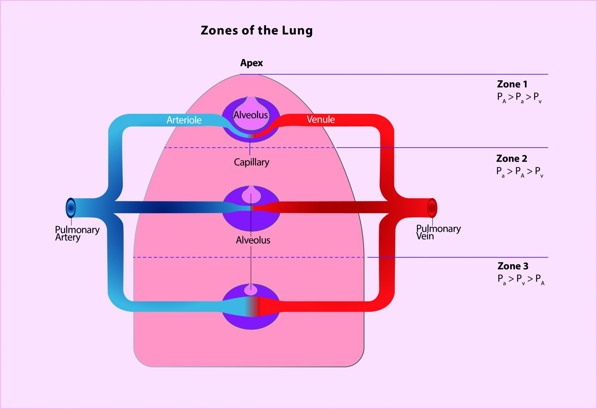 zones-of-the-lung